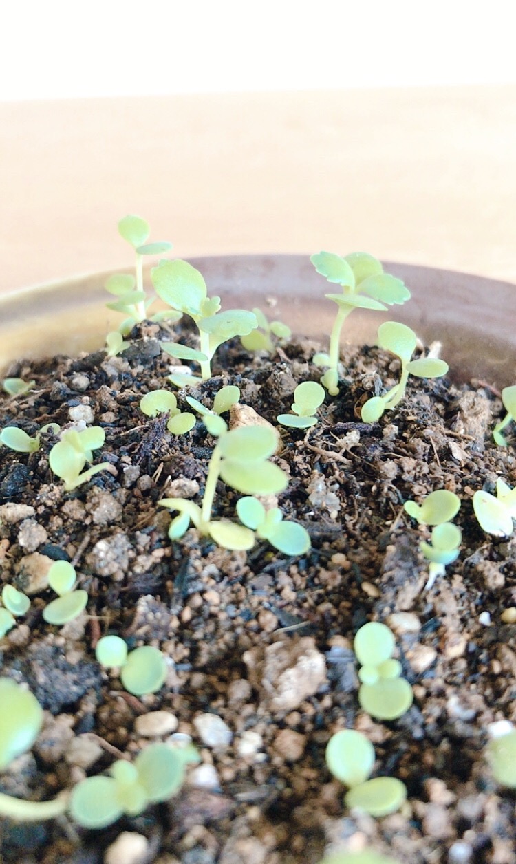 子宝草の子育て中です・・・*