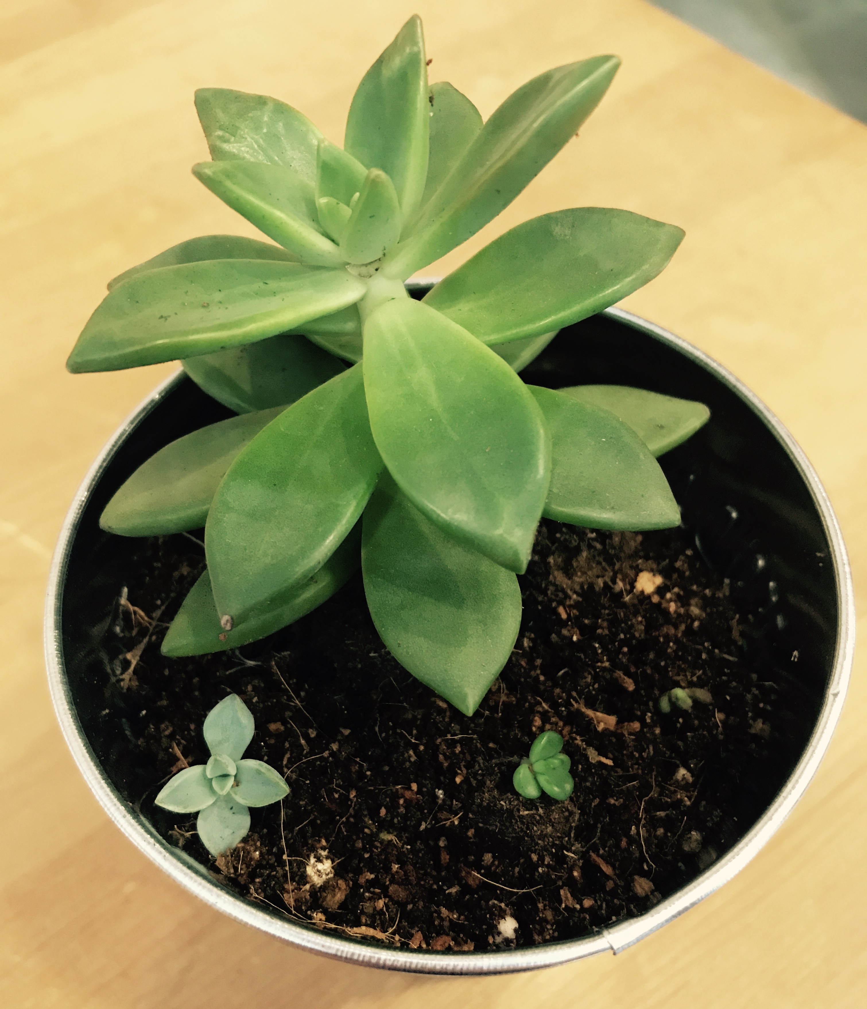 多肉植物の葉挿しに挑戦…Part③