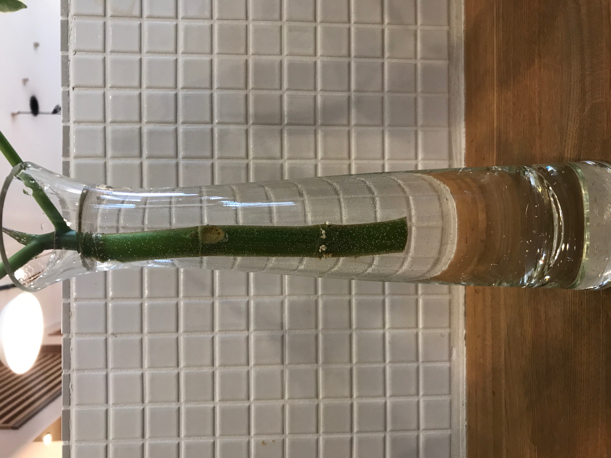 スタジオグリーン変化してます