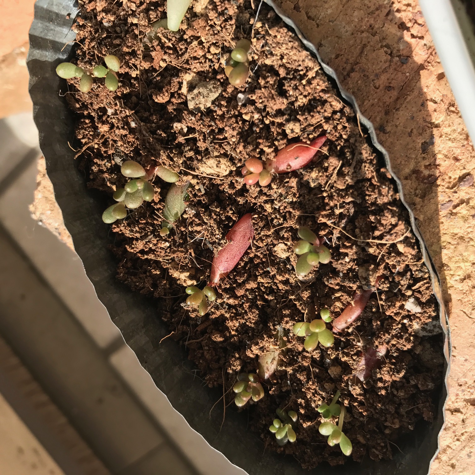 多肉植物の葉挿し　その後・・・