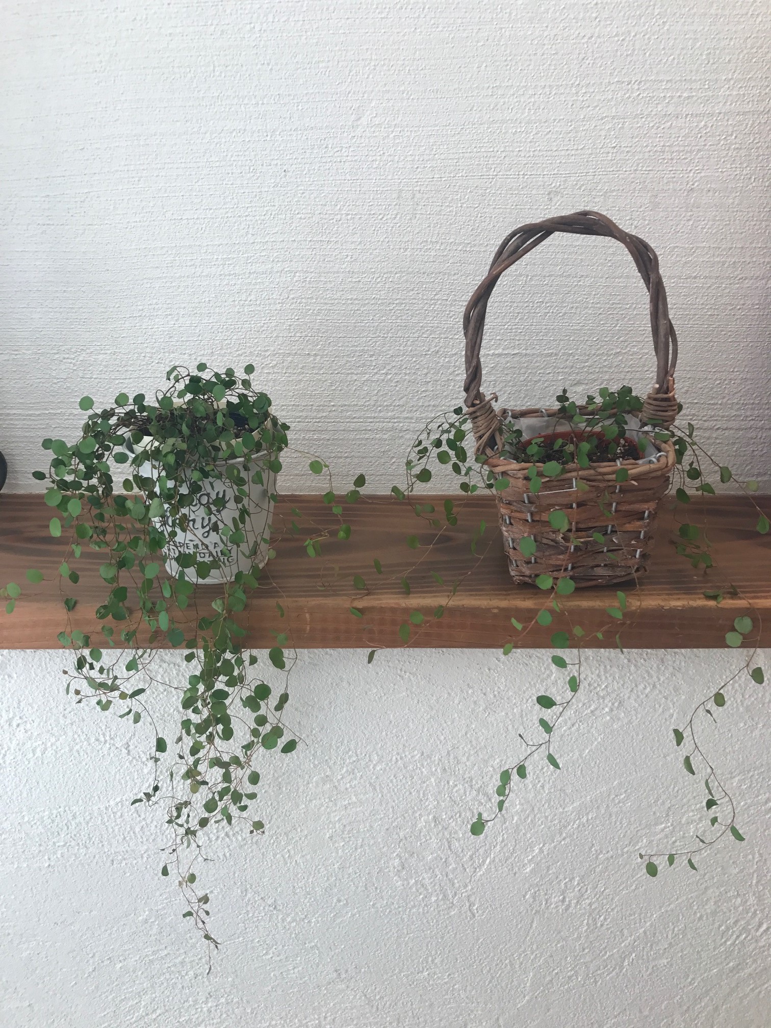 ワイヤープランツを株分け