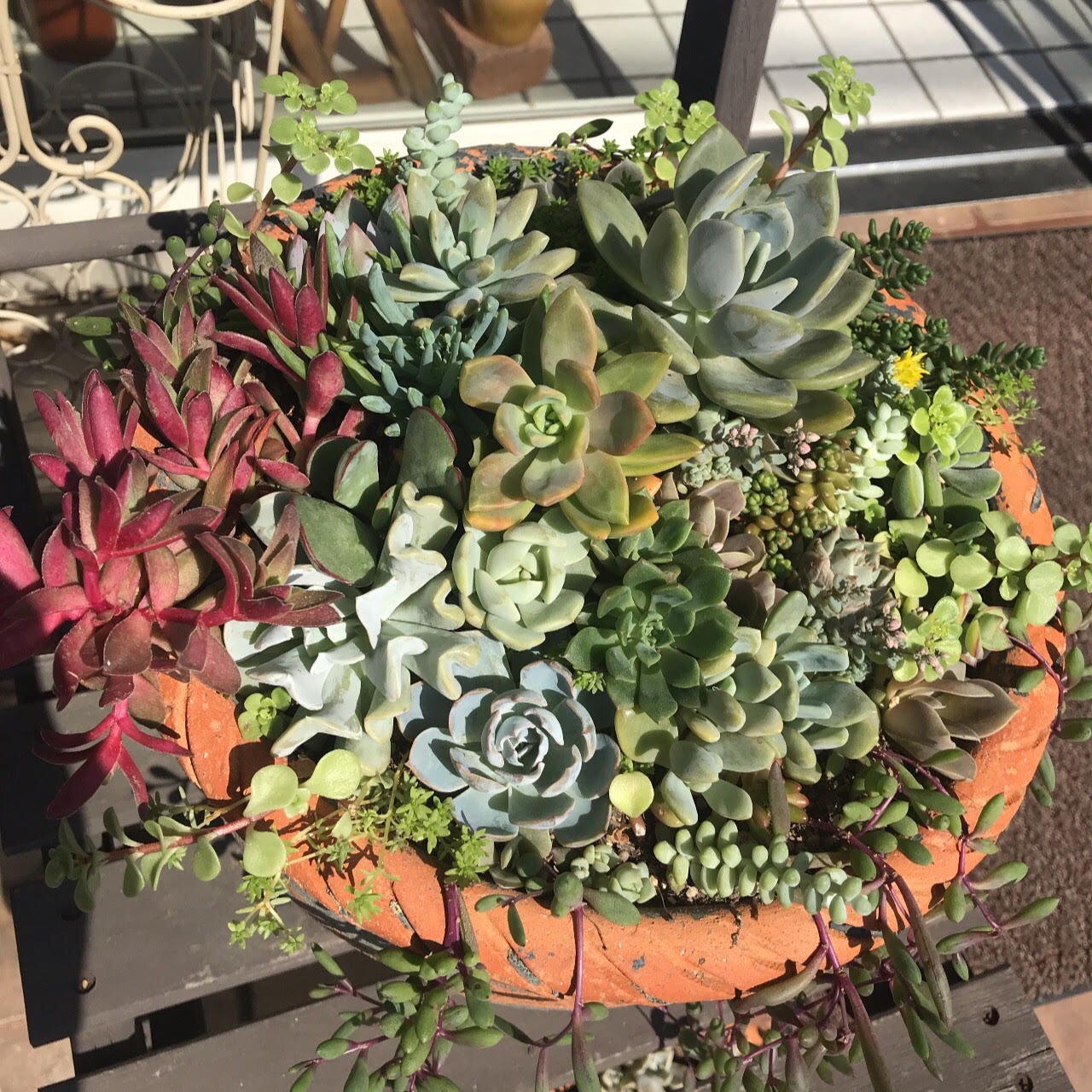 多肉植物の寄せ植えをいただきました♪