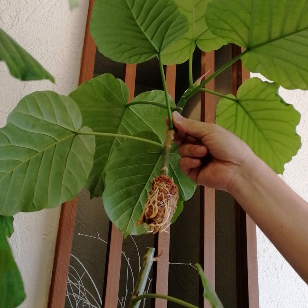 越谷店のシンボルツリー