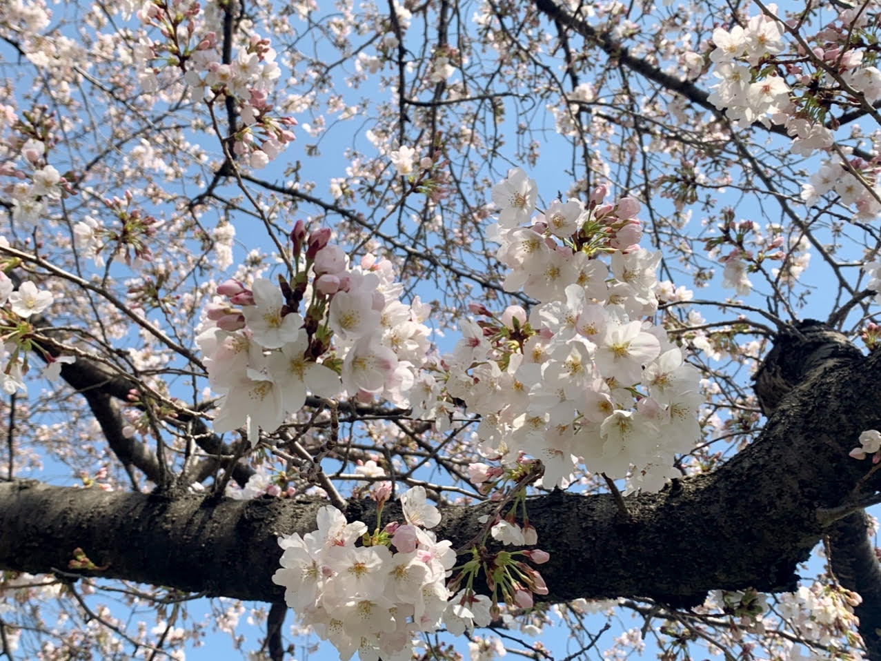 2021も桜咲く🌸