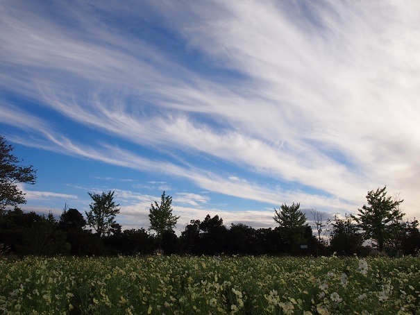 秋の公園さんぽ　-その1-