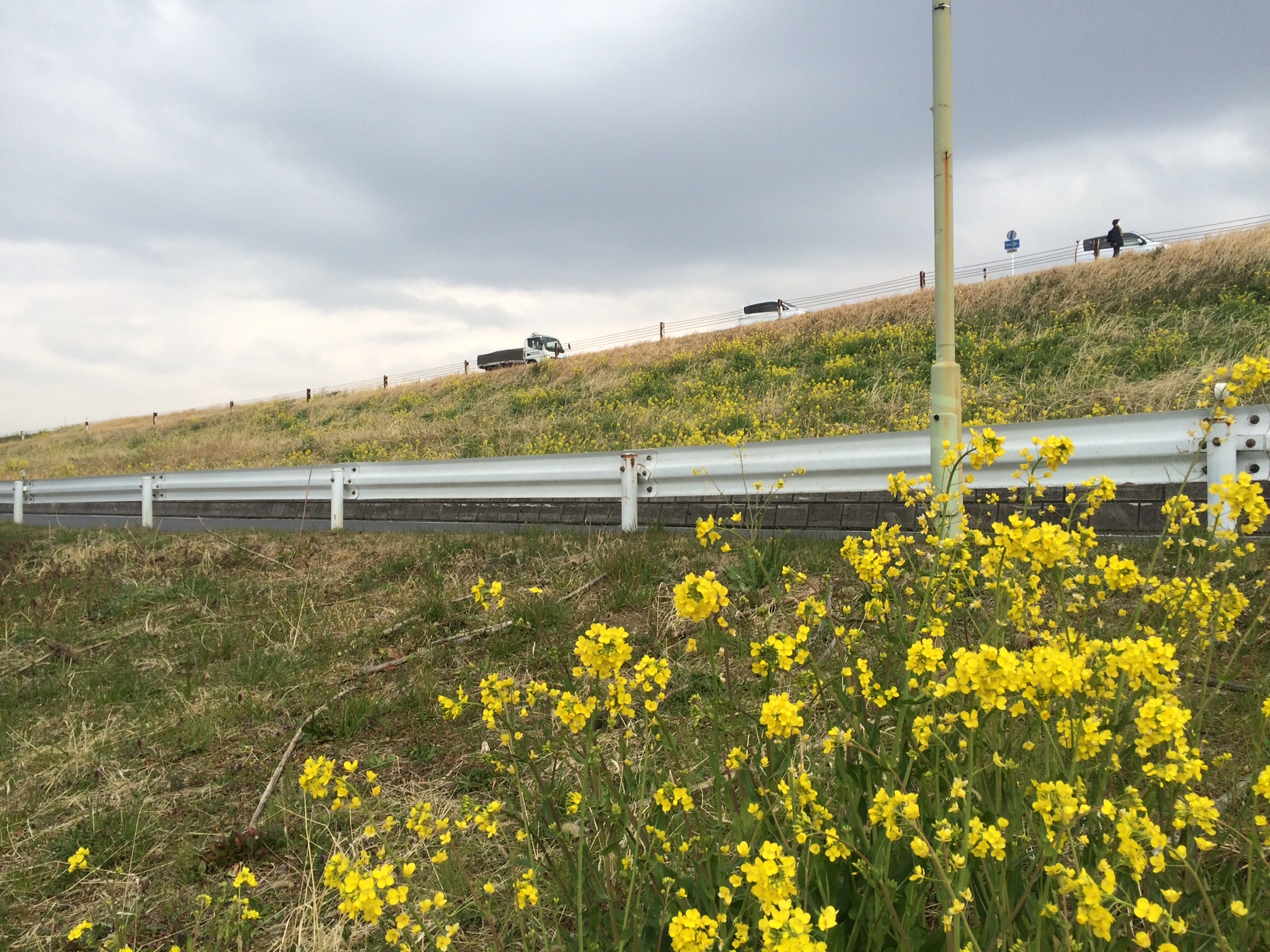 三郷の菜の花が見ごろです