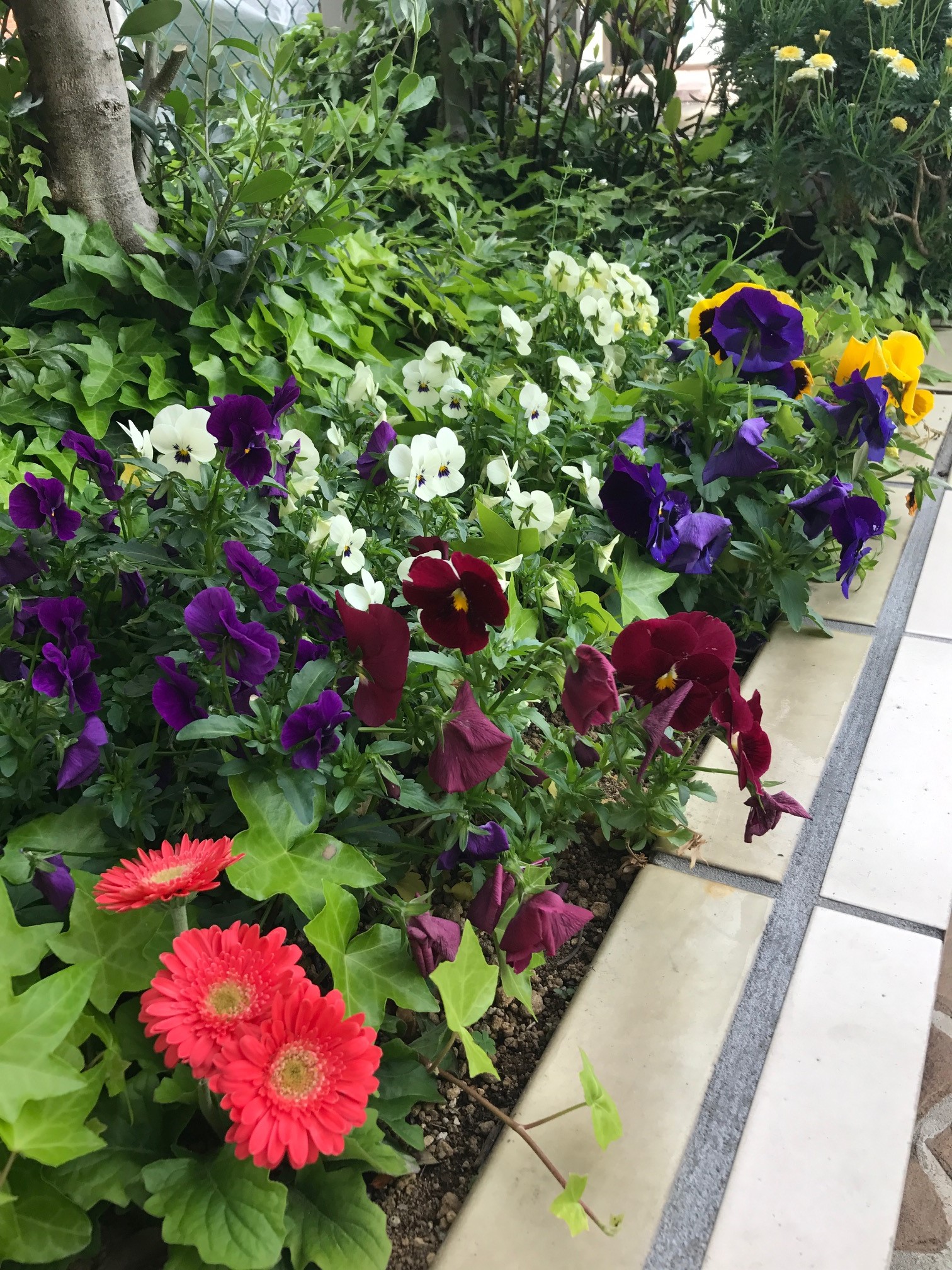 ✾スタジオのグリーンたち✾