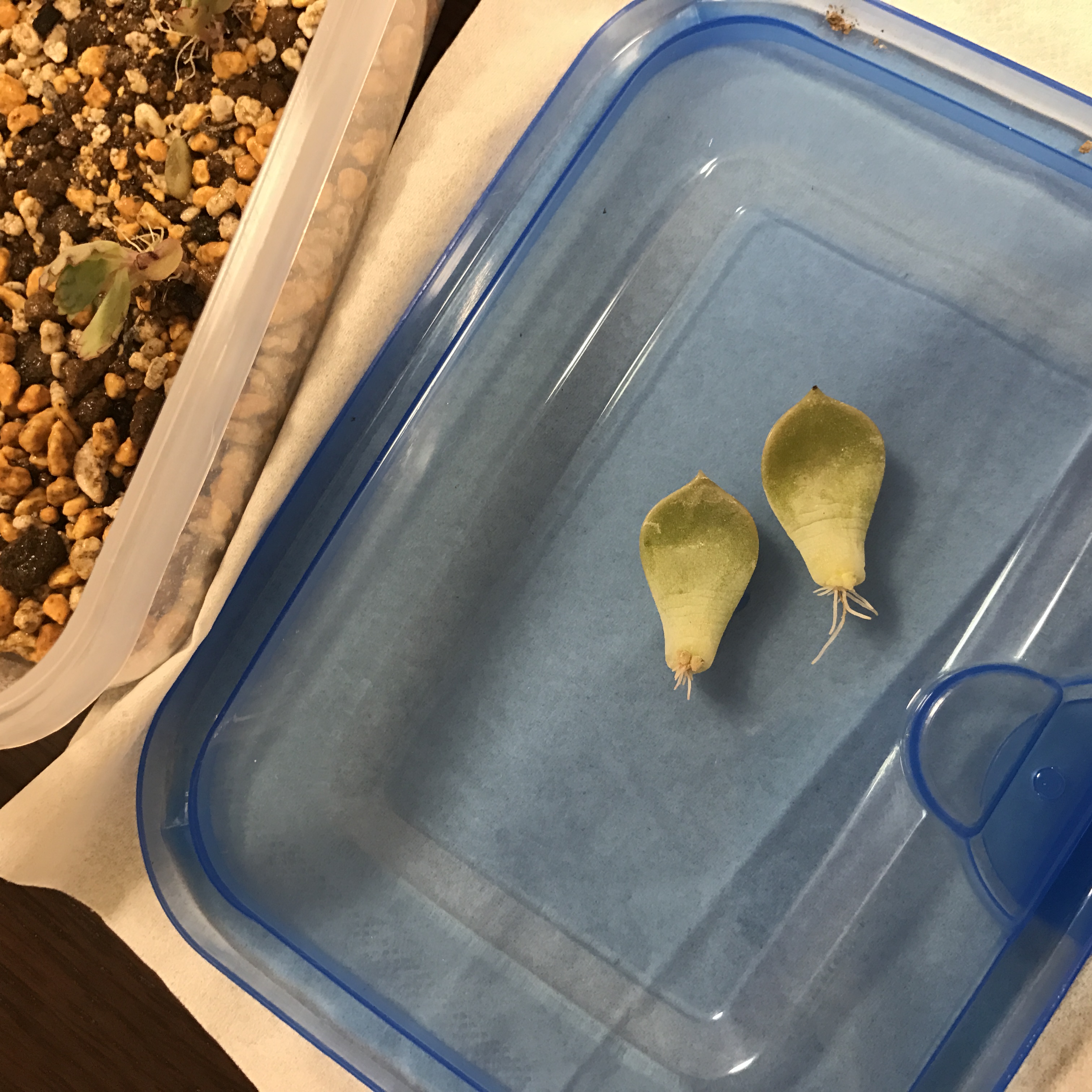 帰省している間に多肉が…！