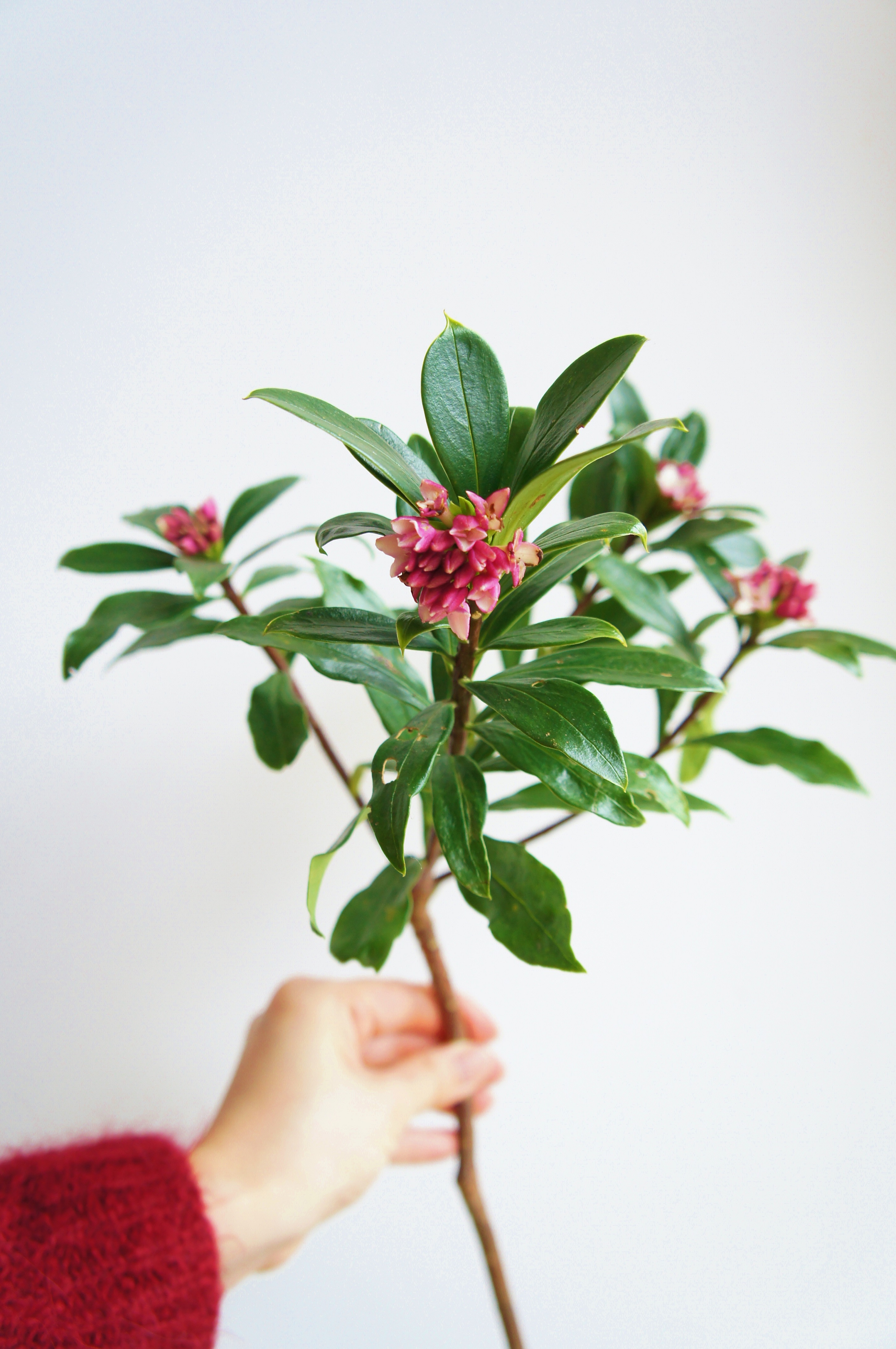 【ワークショップ開催】アーティフィシャルフラワーでコサージュづくり