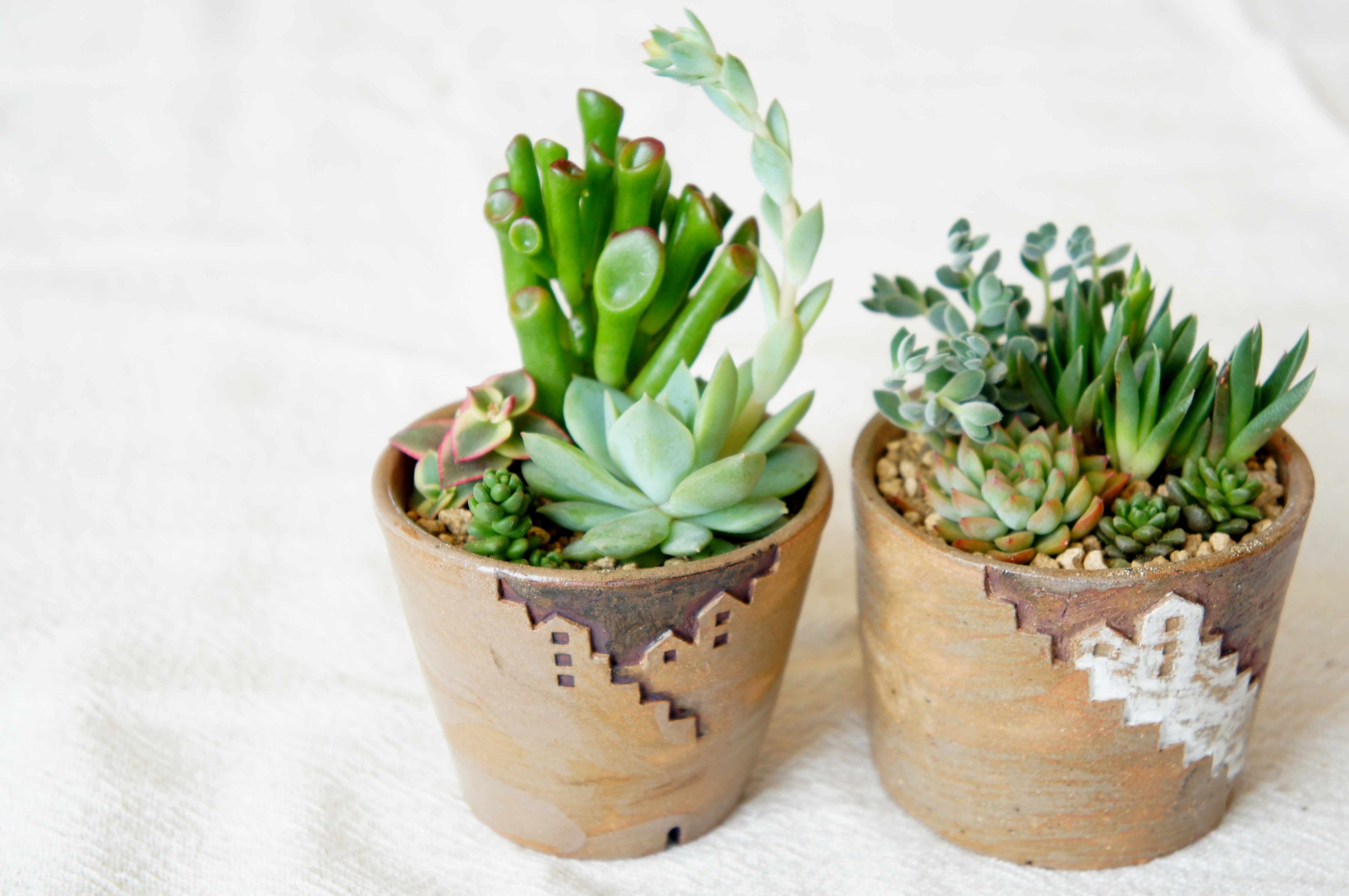 お家の鉢を使った多肉植物の寄植ワークショップ開催しました