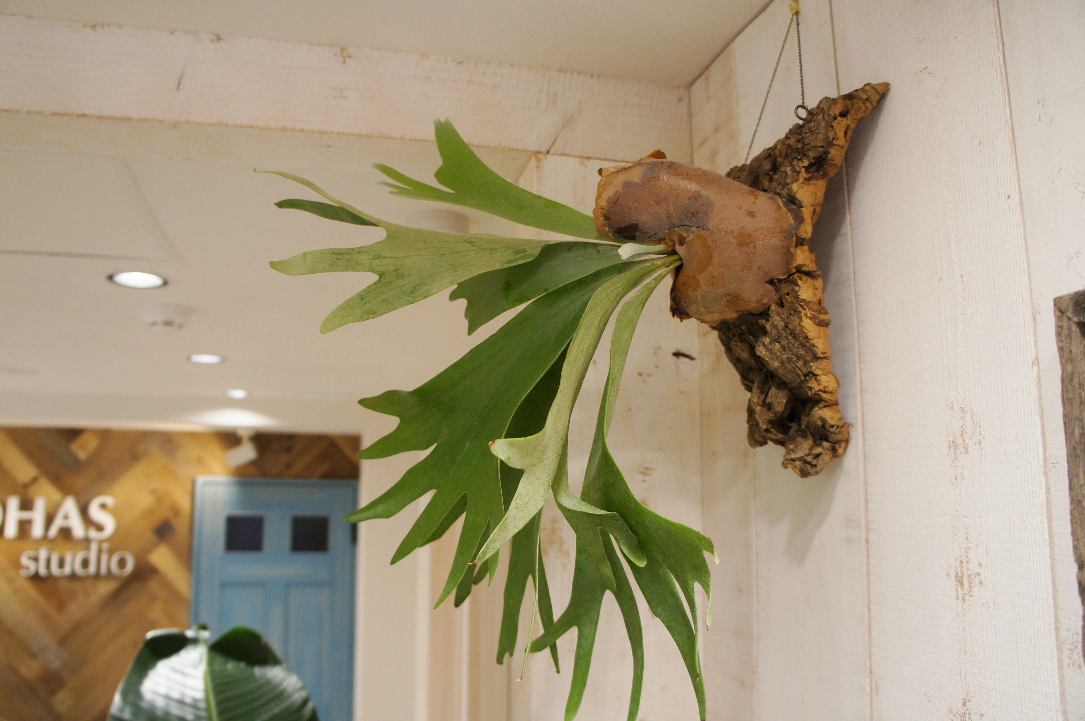 コウモリランの成長