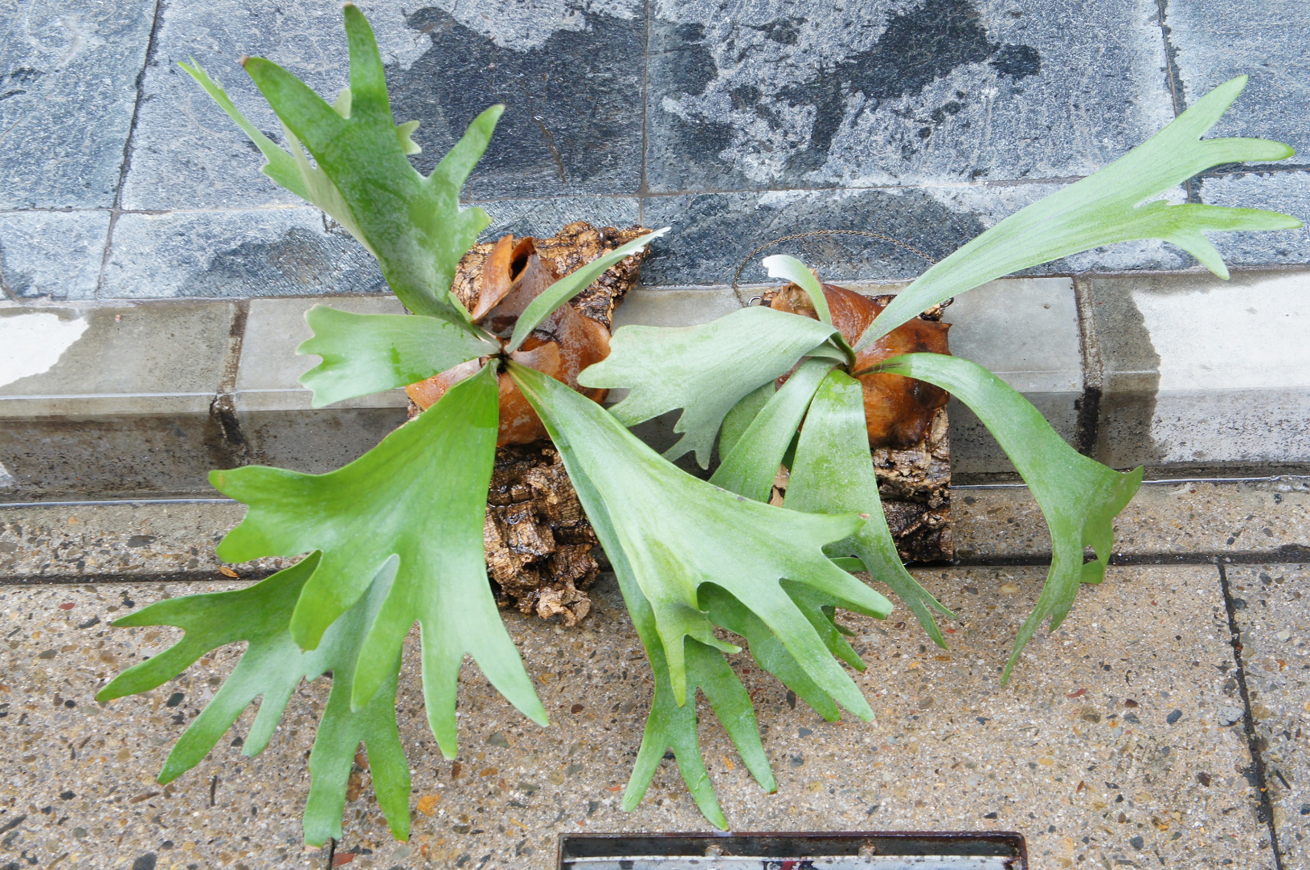 コウモリランの入浴