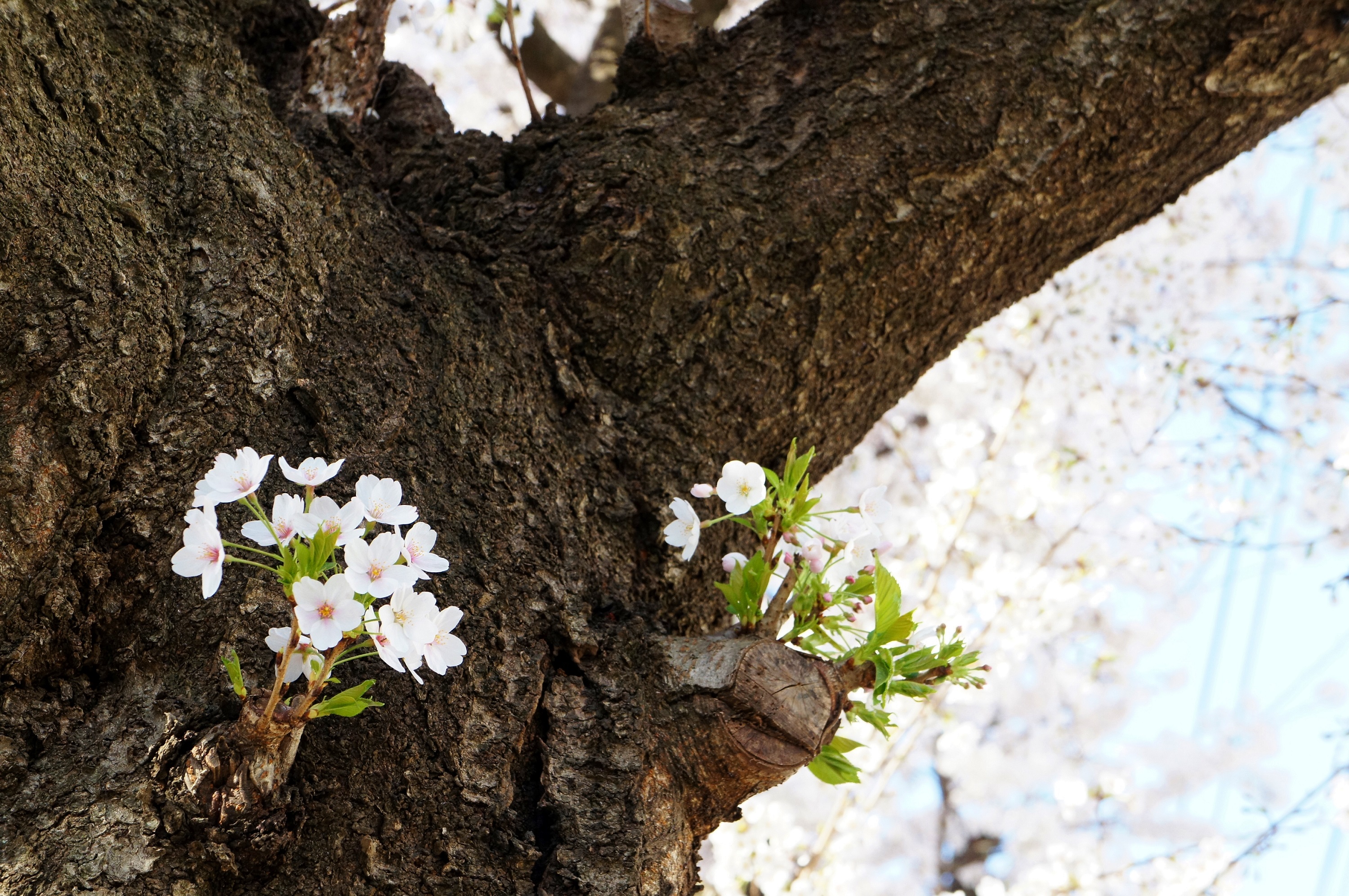 さくら咲く季節