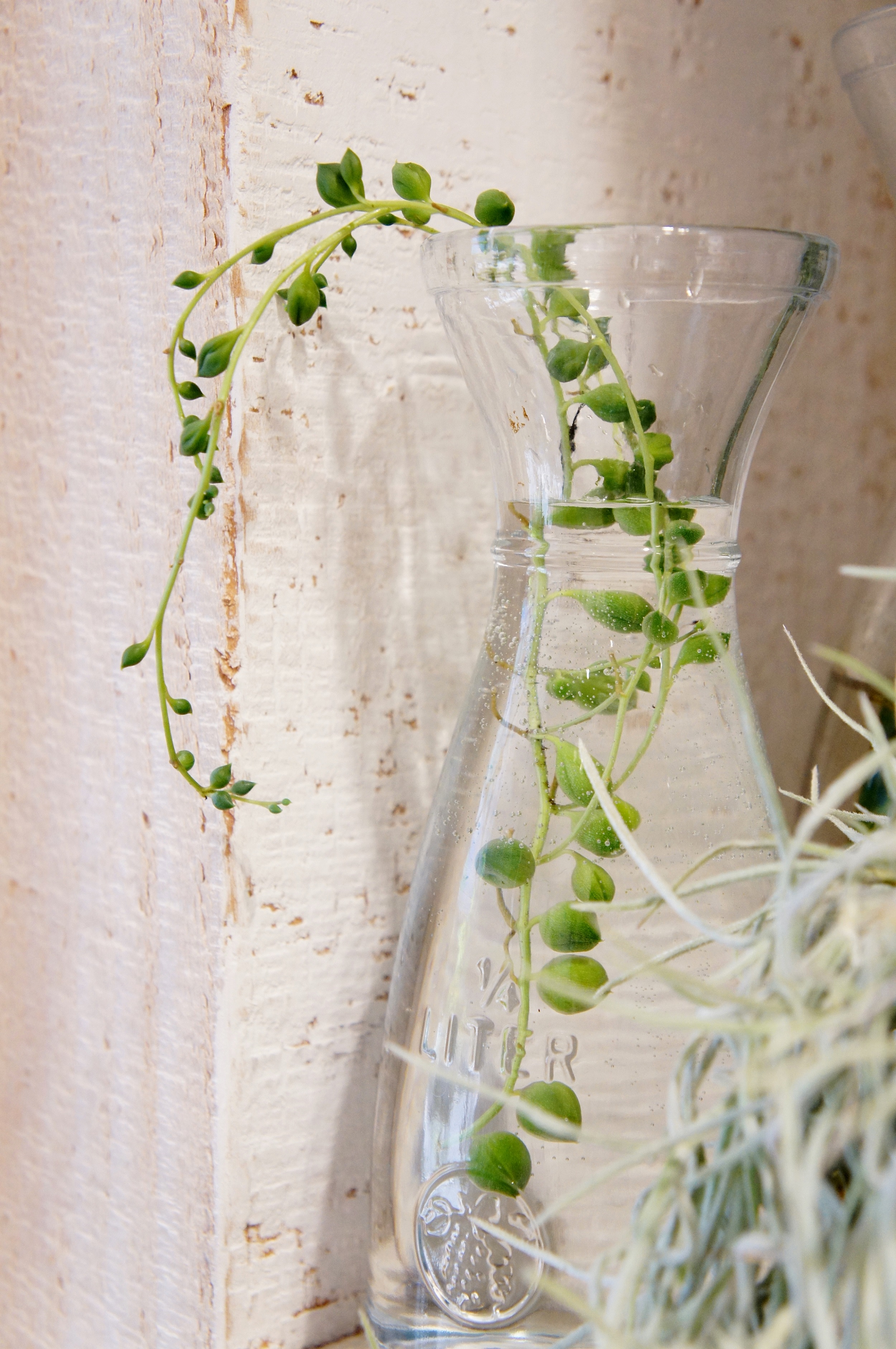 グリーンネックレスの水挿し栽培