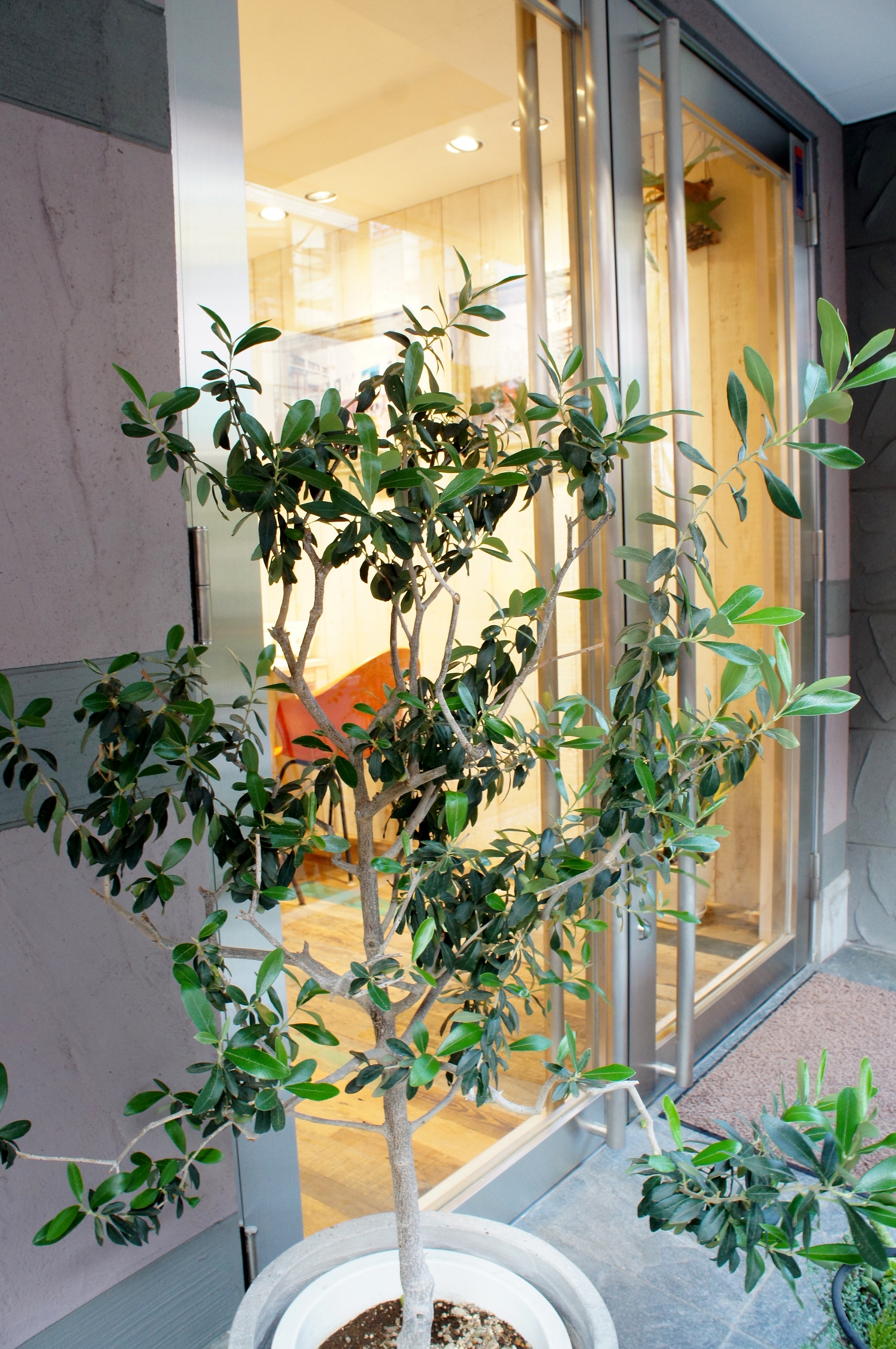 オリーブのつぼみ