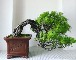 盆栽ワークショップ