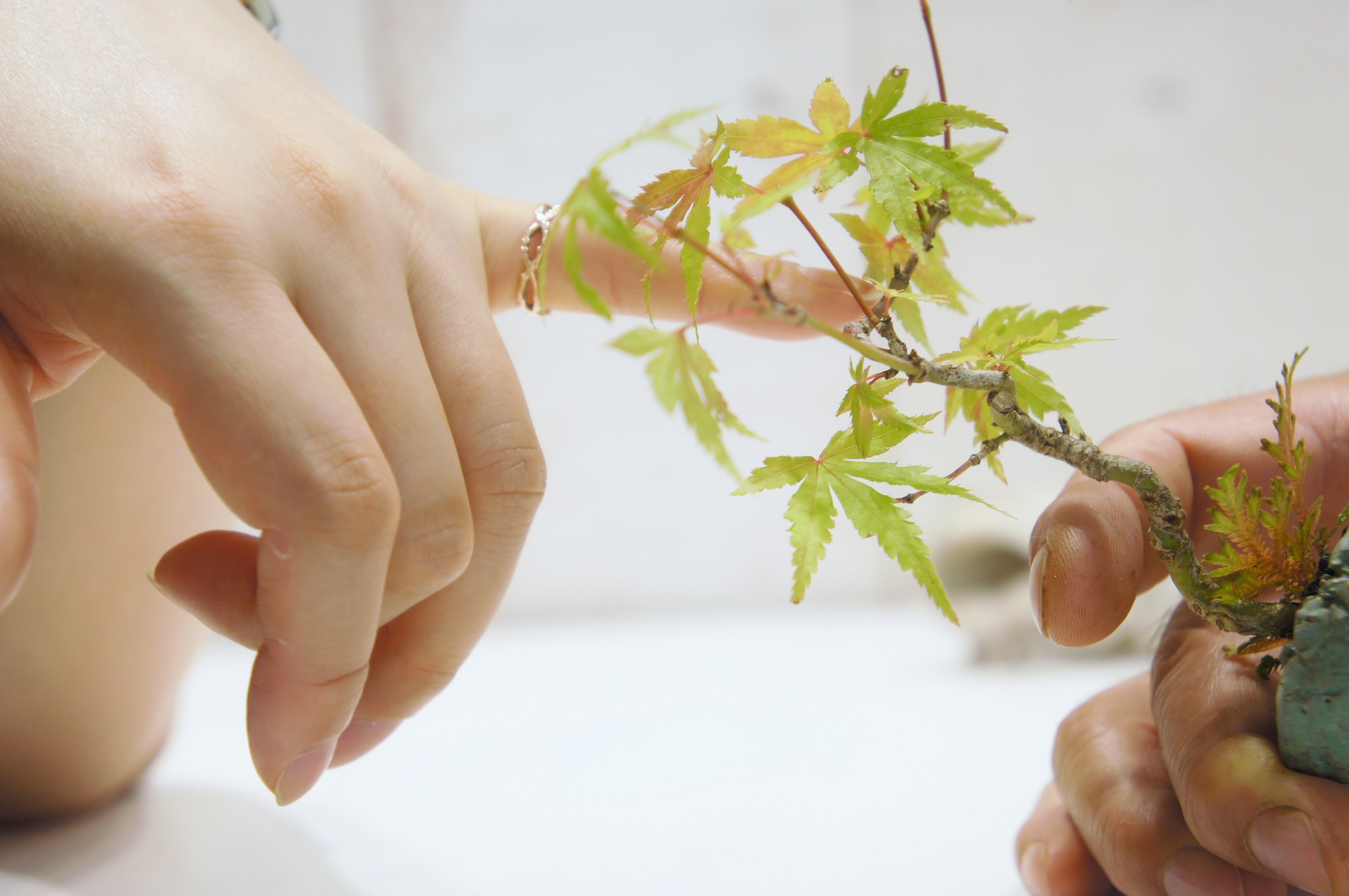 お家で愉しむインテリア盆栽-BONSAI-ワークショップ開催しました。