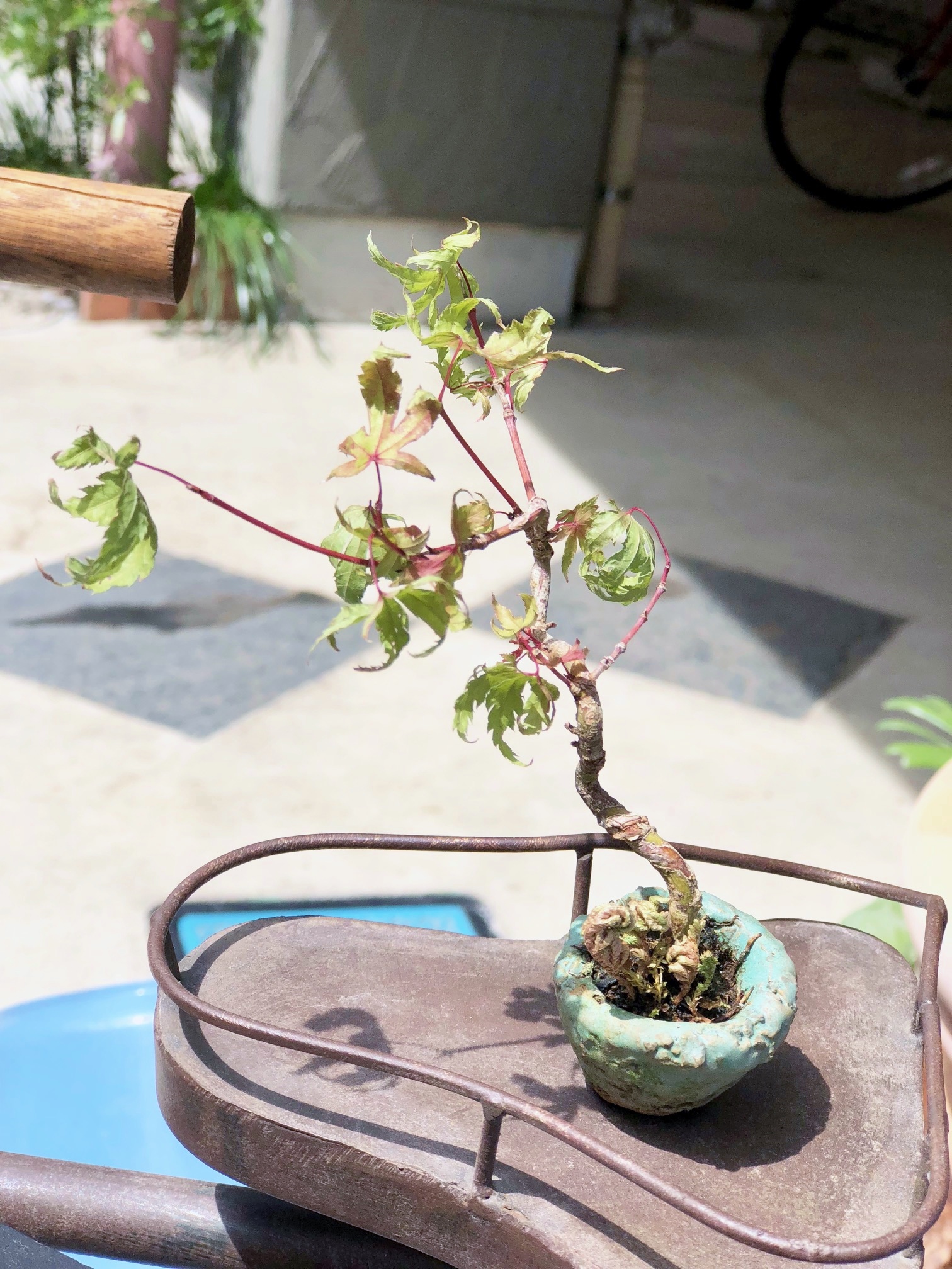 留守中のグリーン達