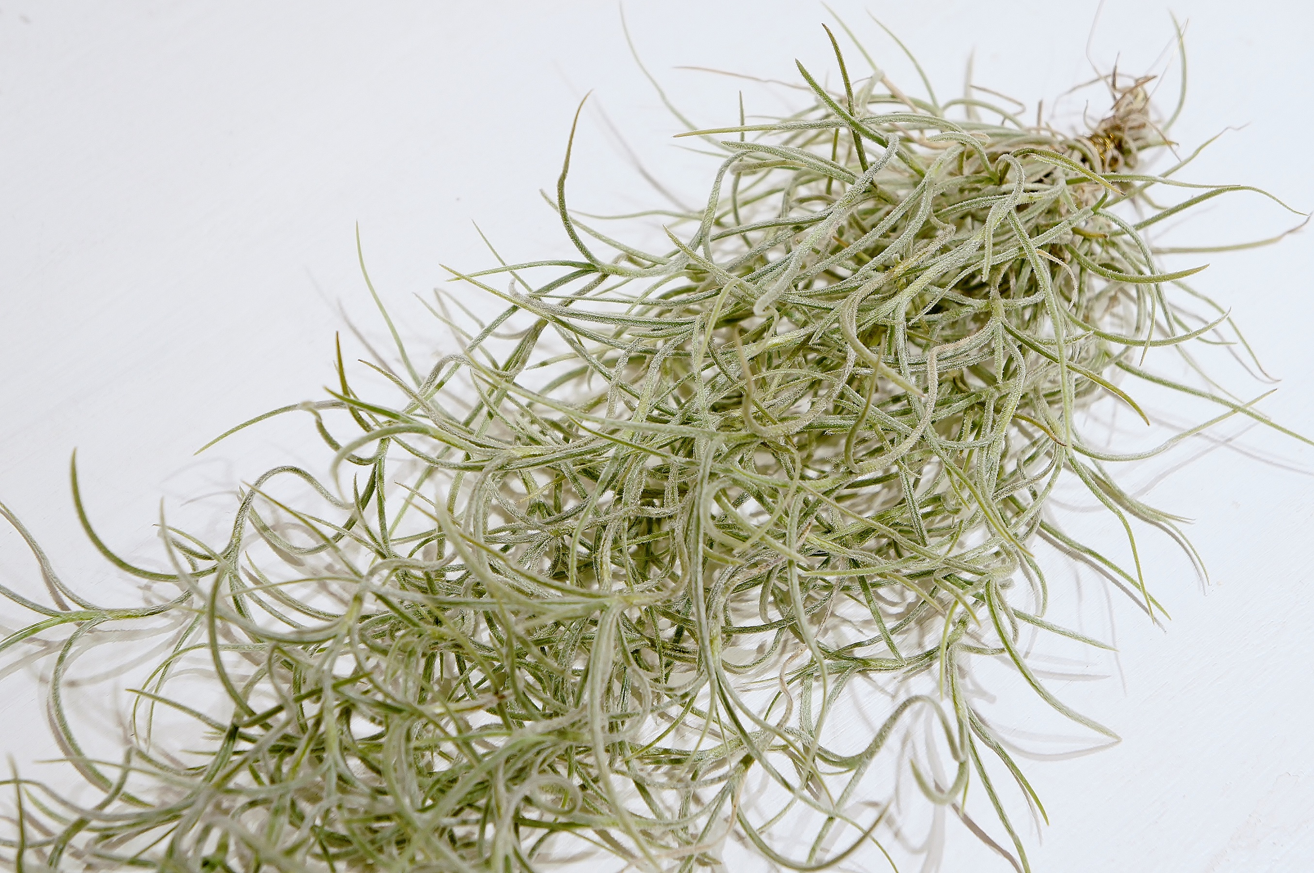 ウスネオイデスのお手入れ