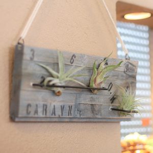 20220505-0506parcows03