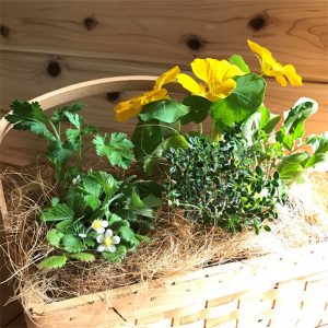 ハーブ寄せ植え【立川】