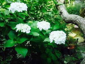 我が家の紫陽花