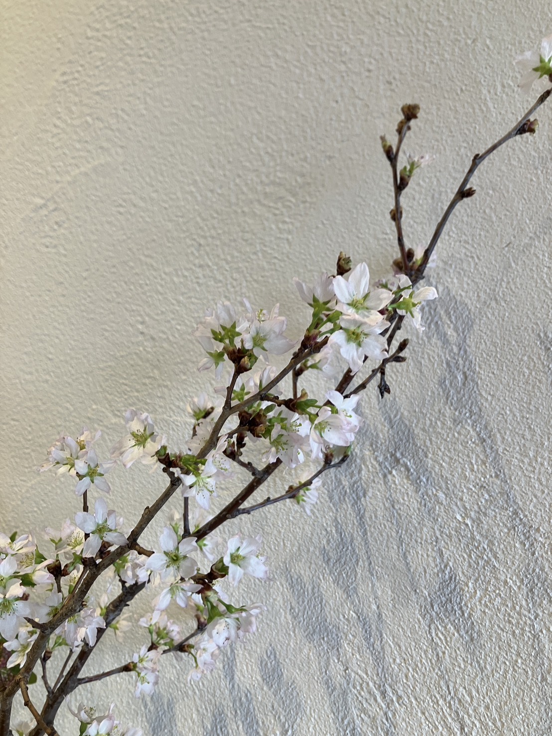 春の訪れを感じる季節に✨