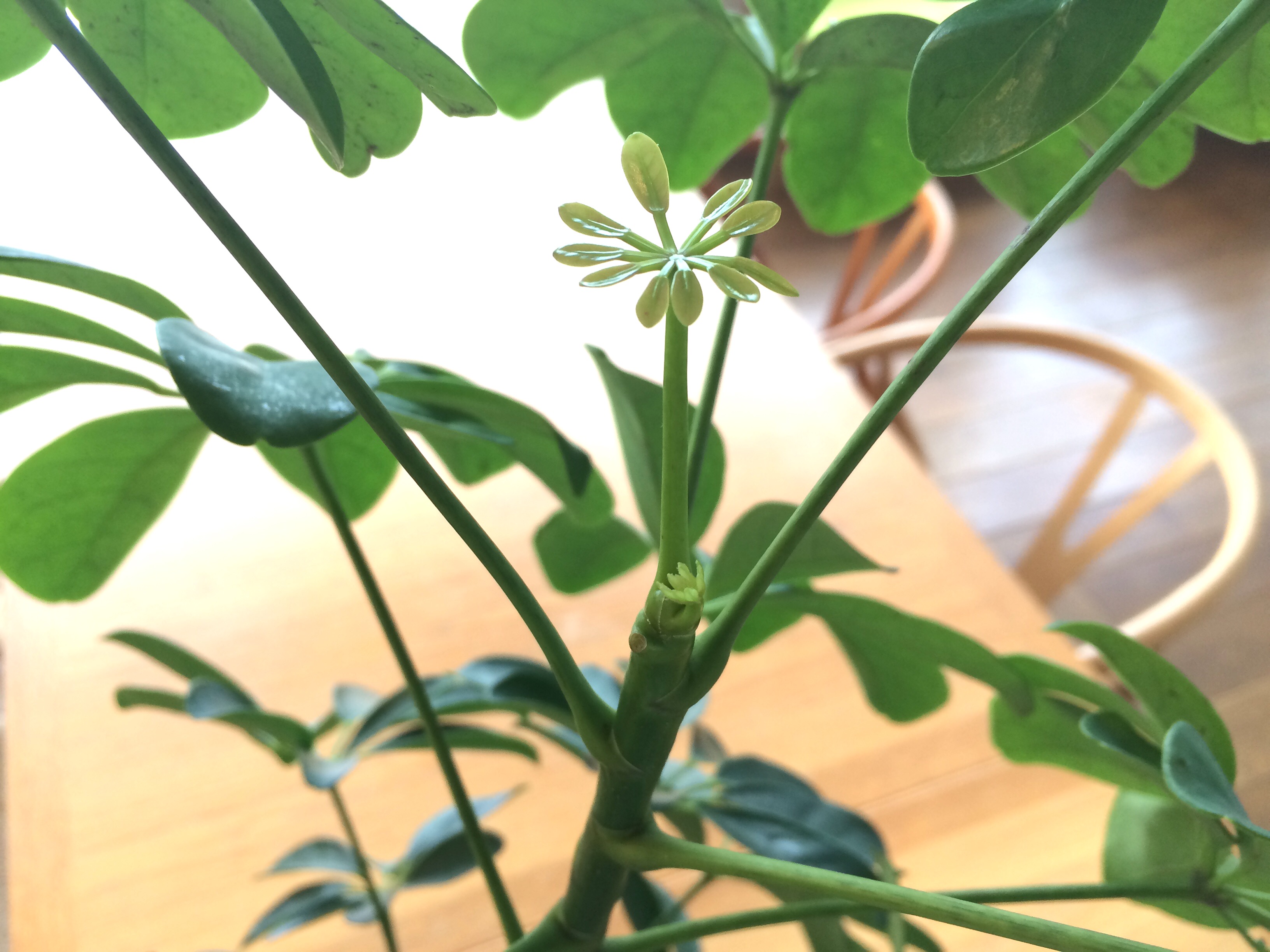 スタジオグリーンに小さな新芽が…♪♪♪