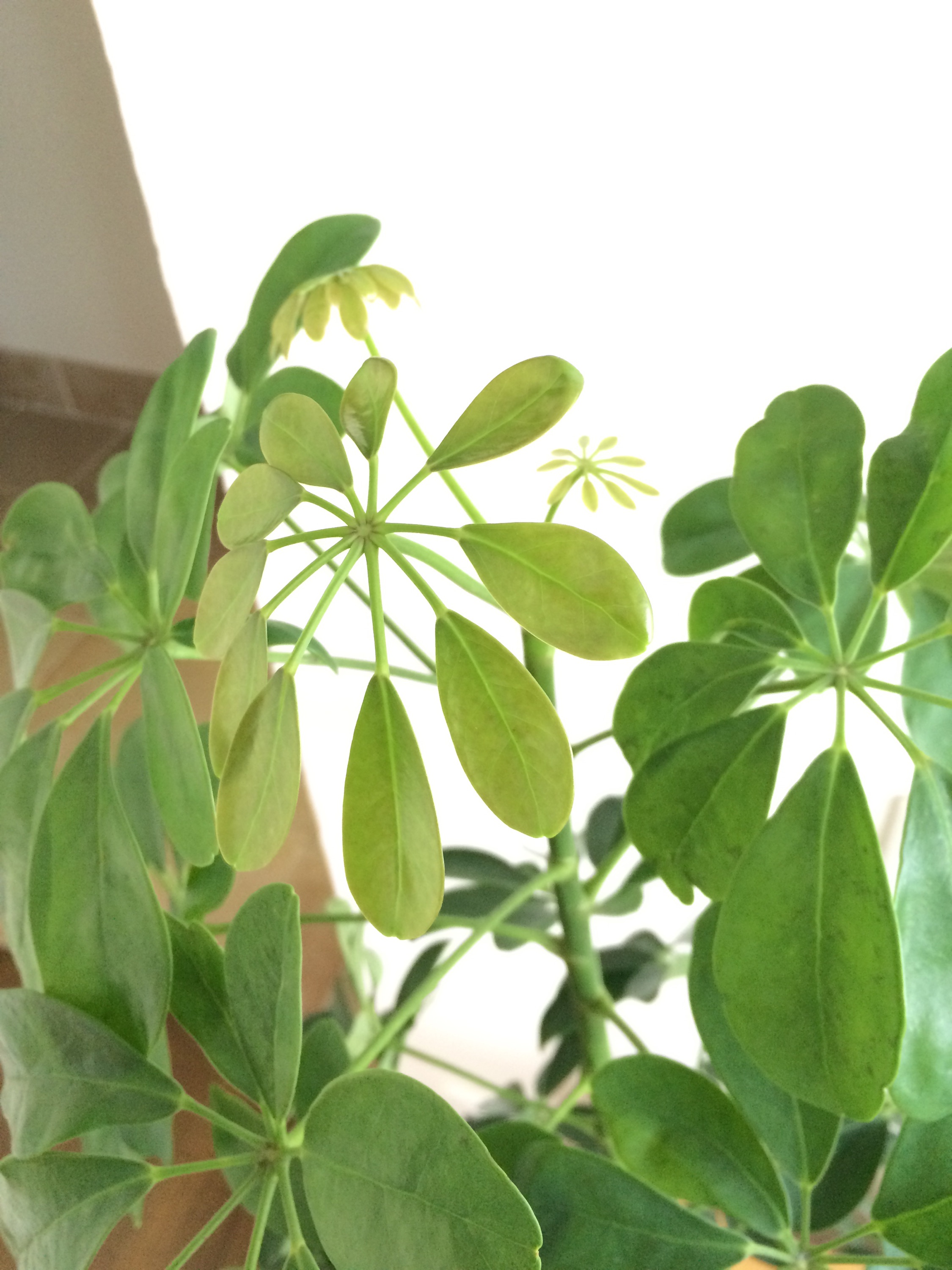 先日の新芽が…♪♪♪　＊　スタジオグリーン