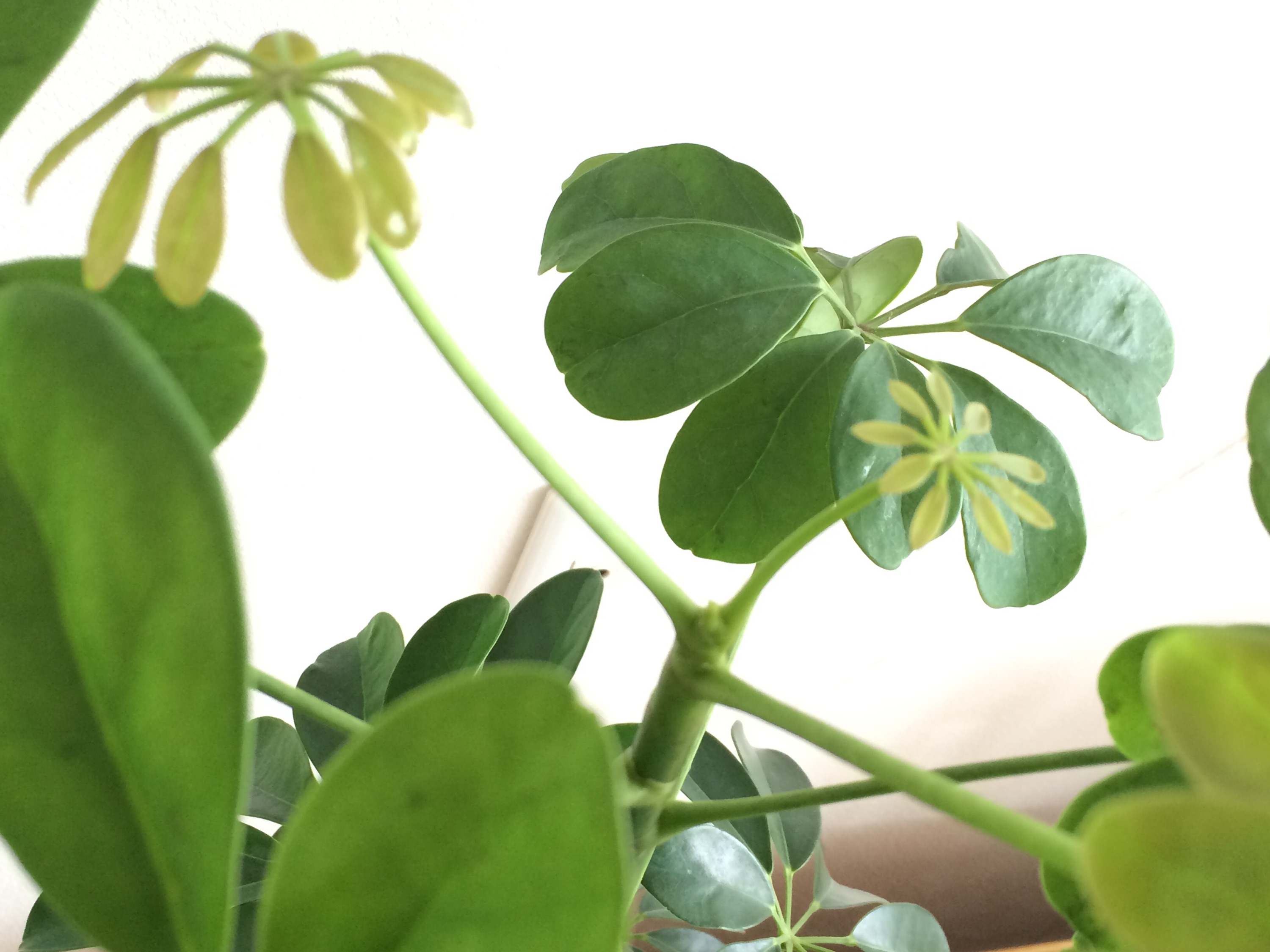 先日の新芽が…♪♪♪　＊　スタジオグリーン