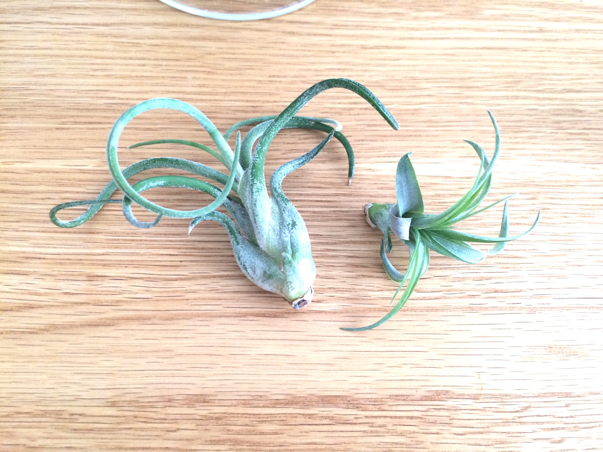 空気中の水分だけで育つ　!　ユニークな植物「　エアプランツ　」