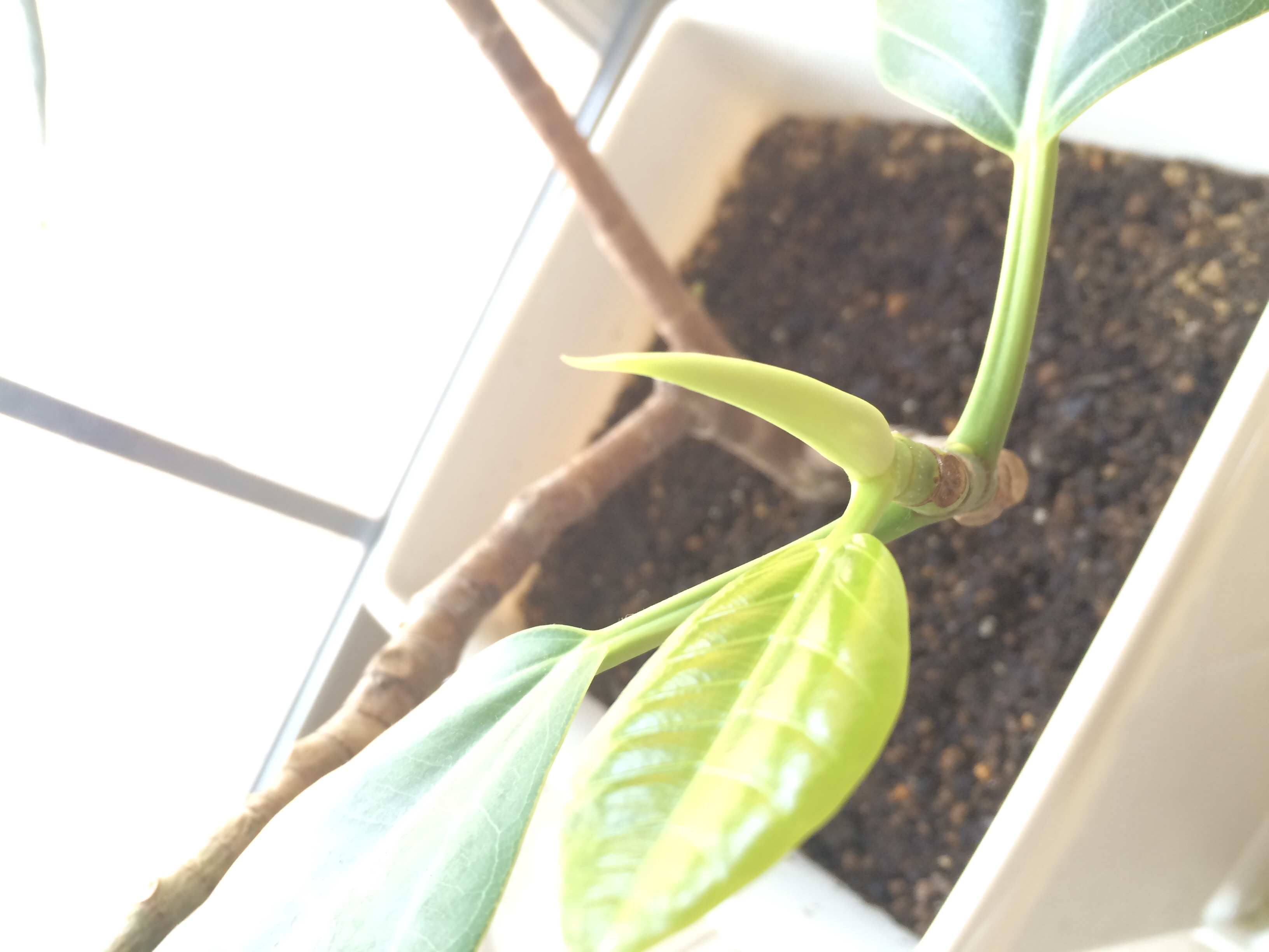 本日最終日　!!!　ﾘﾌｫｰﾑ & 新築　相談会　in LOHAS studio kumagaya　