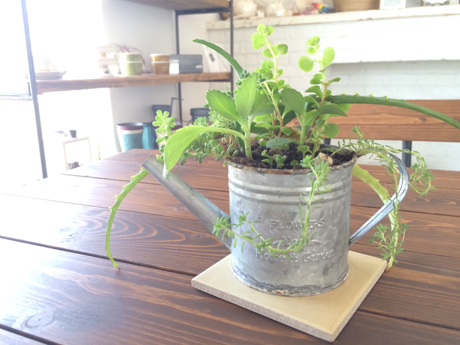 新芽がたくさん　＊　スタジオ　グリーン　