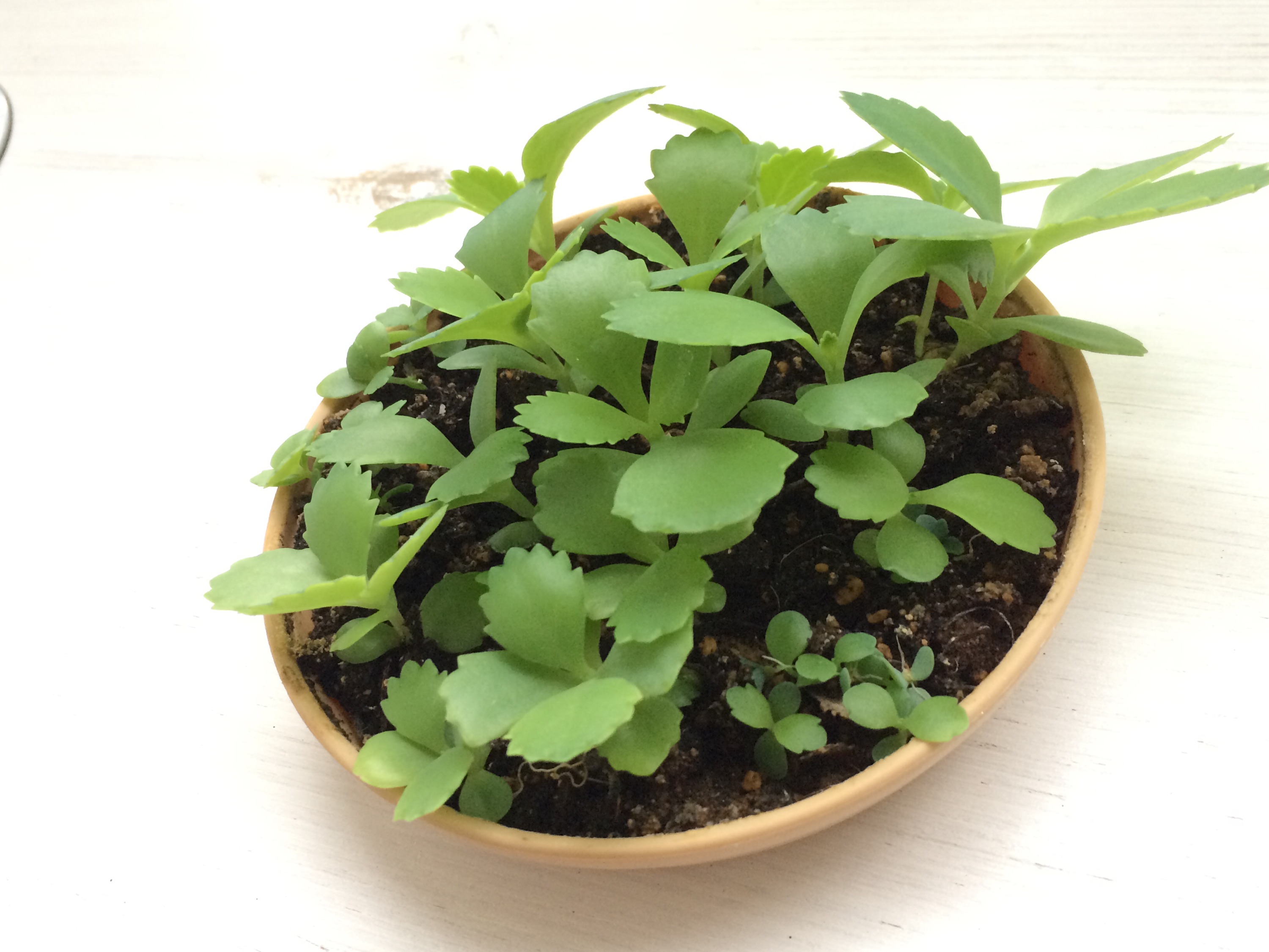 台風接近中　＊　最近のグリーン達は…