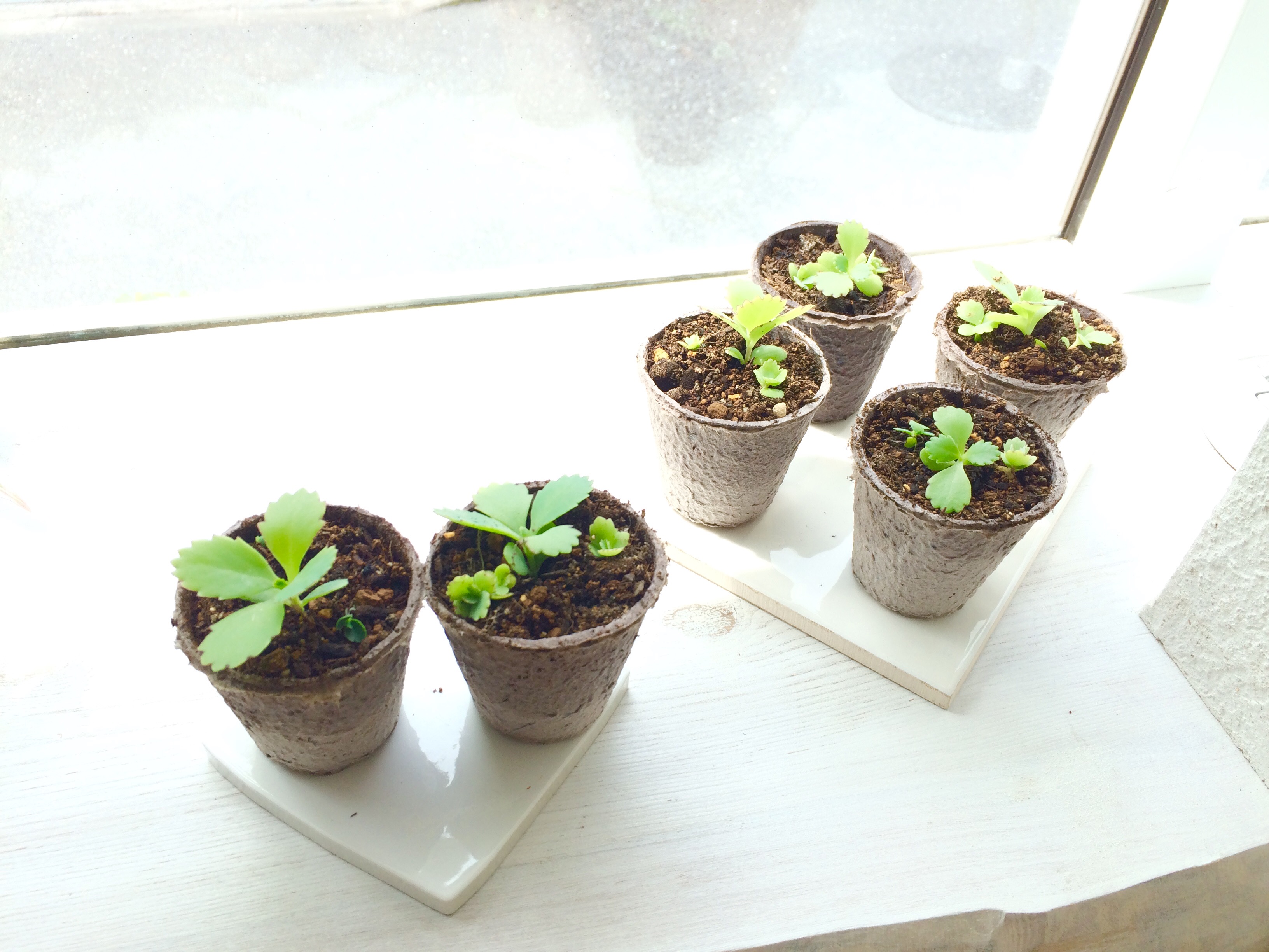 スタジオで育った子宝草が旅立ちました　♪