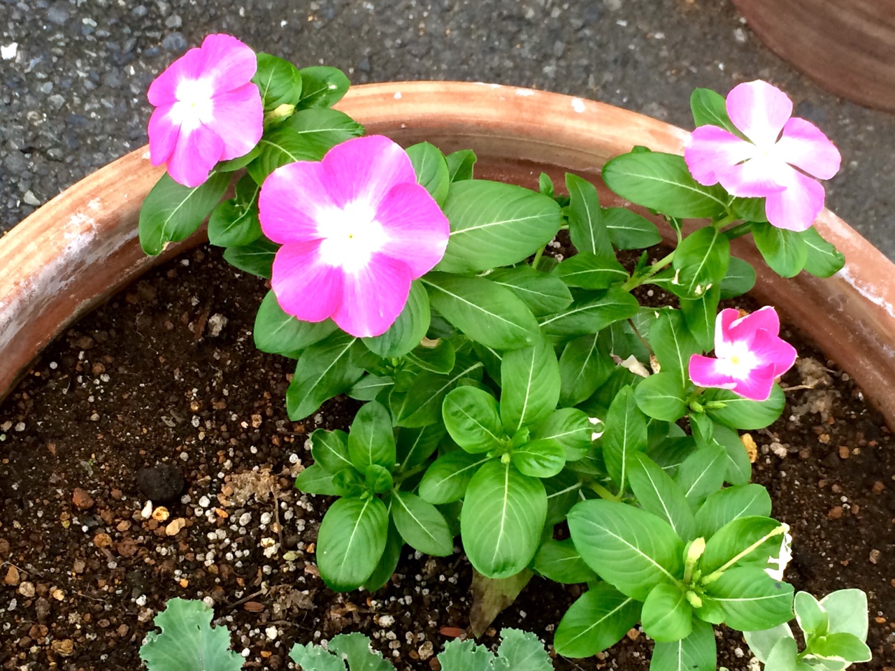 ウッドデッキコスモスに蕾がたくさんつきました　♪♪