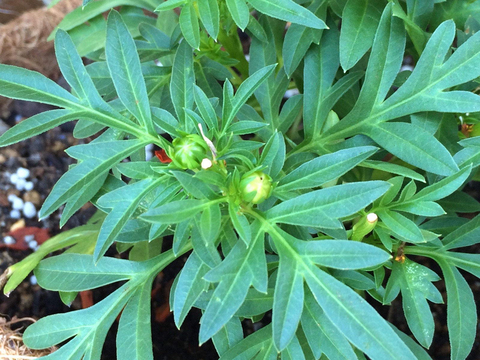 ウッドデッキにコスモスが…♪♪♪