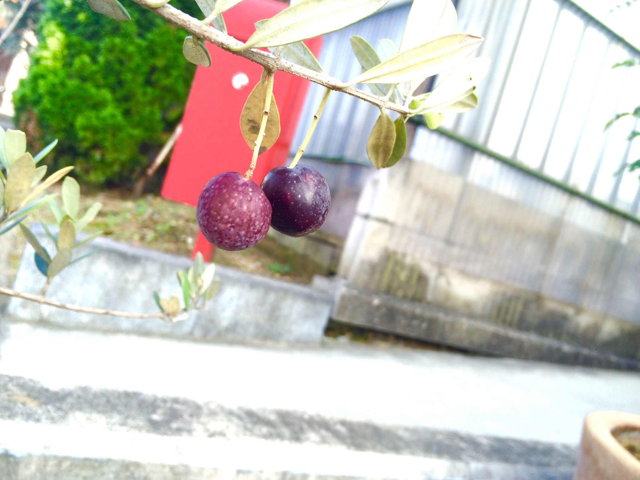 スタジオグリーン　＊　オリーブの木に実がつきました　♪♪♪　