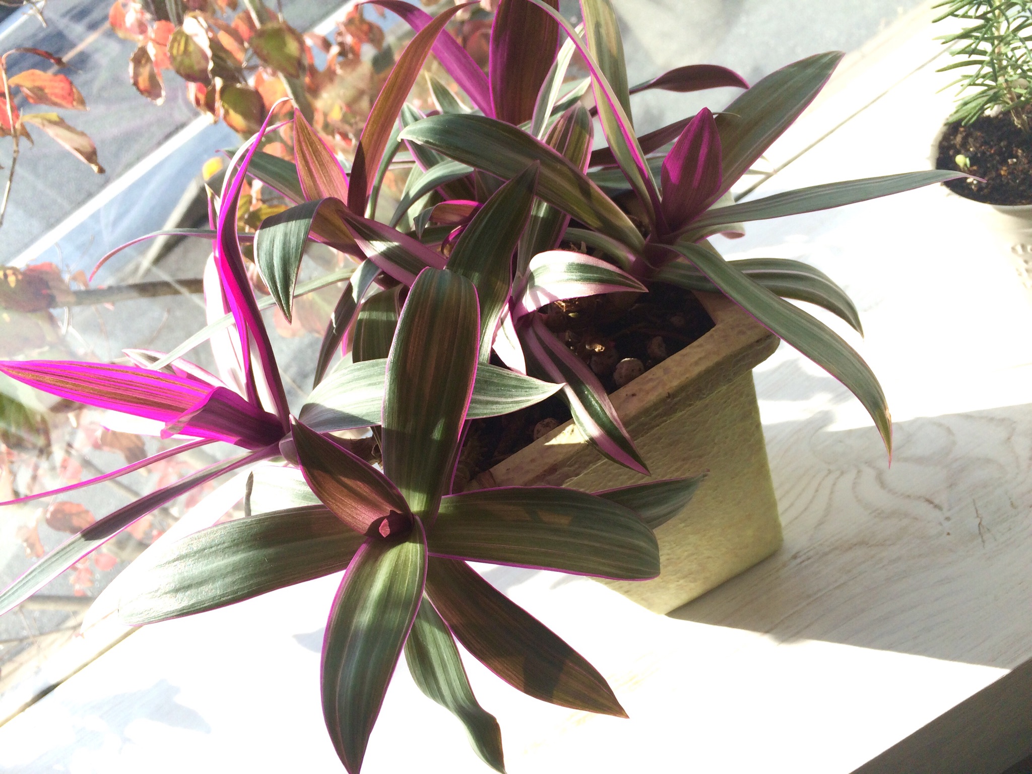 スタジオグリーン　＊　育てやすさよし、見た目も綺麗な紫色の　「　ムラサキオモト　」