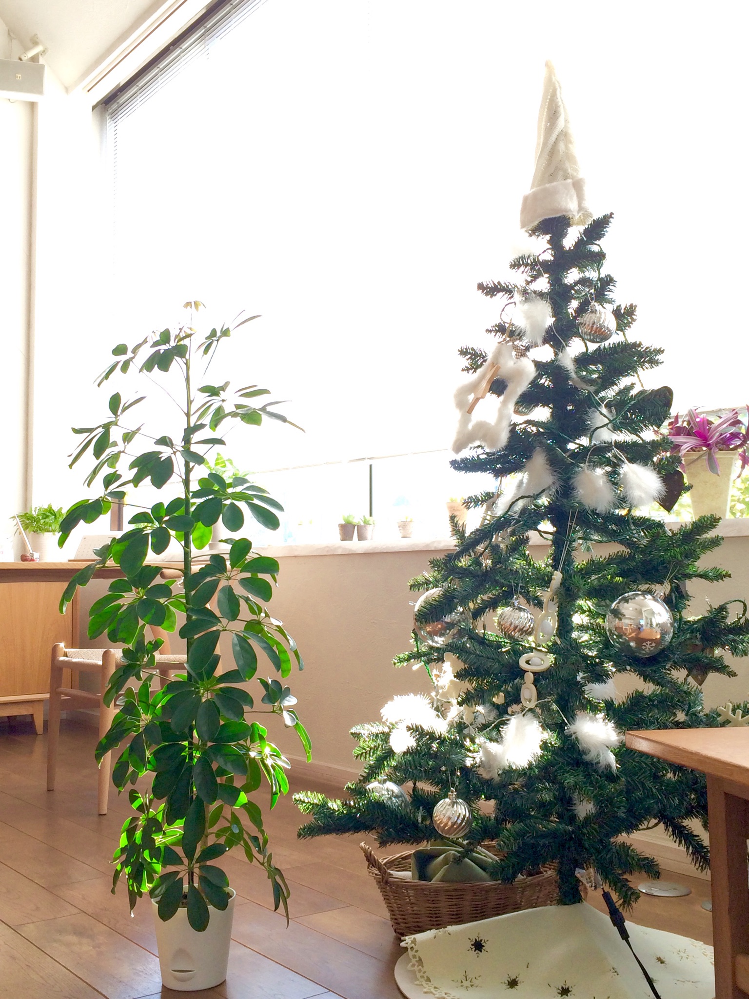 スタジオグリーン　＊　冬でもすくすく成長　乾燥・寒さに強い「　カポック　」