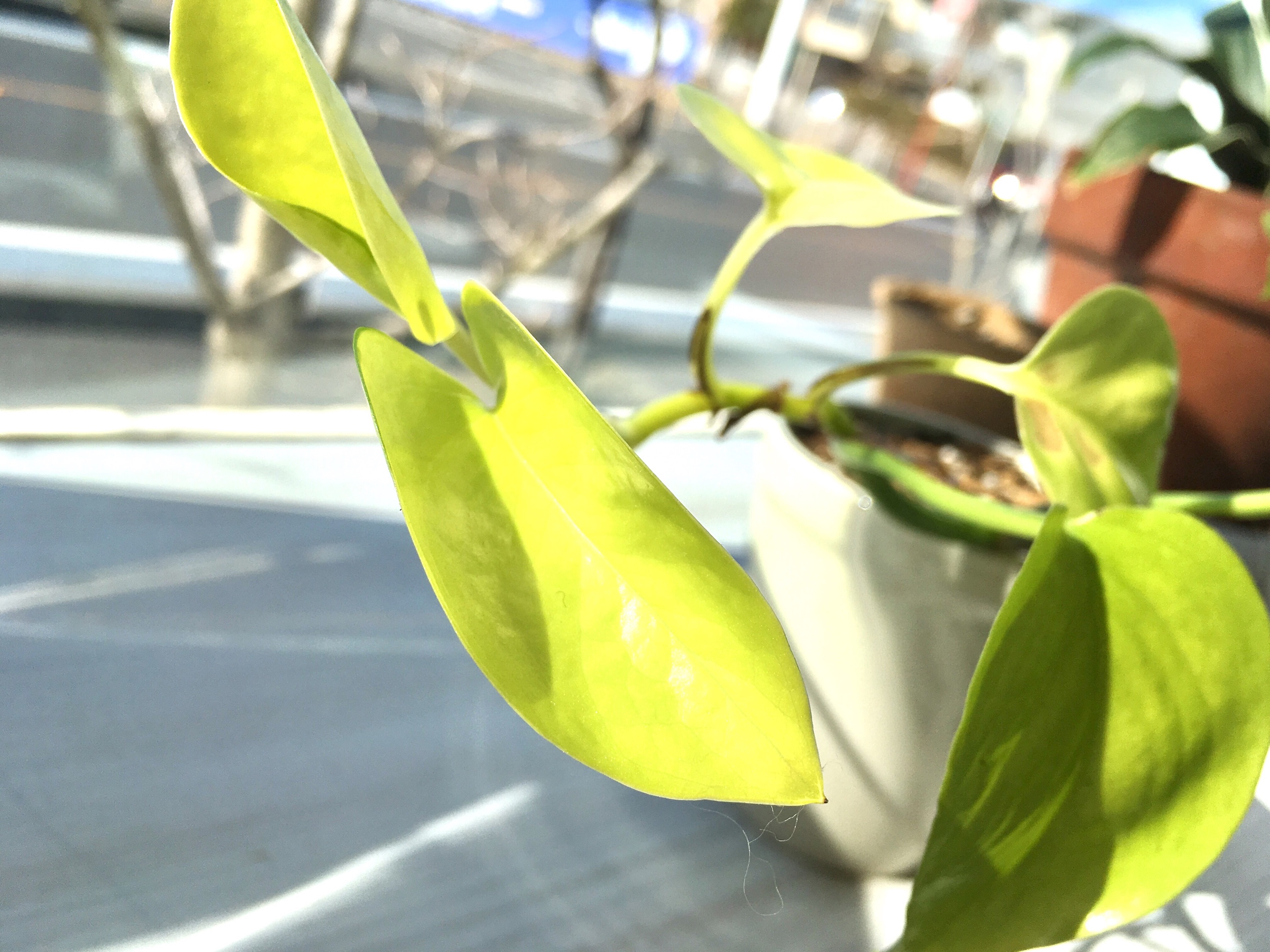 スタジオグリーン　＊　綺麗な黄緑色の「　ポトス　」が仲間入り　!!