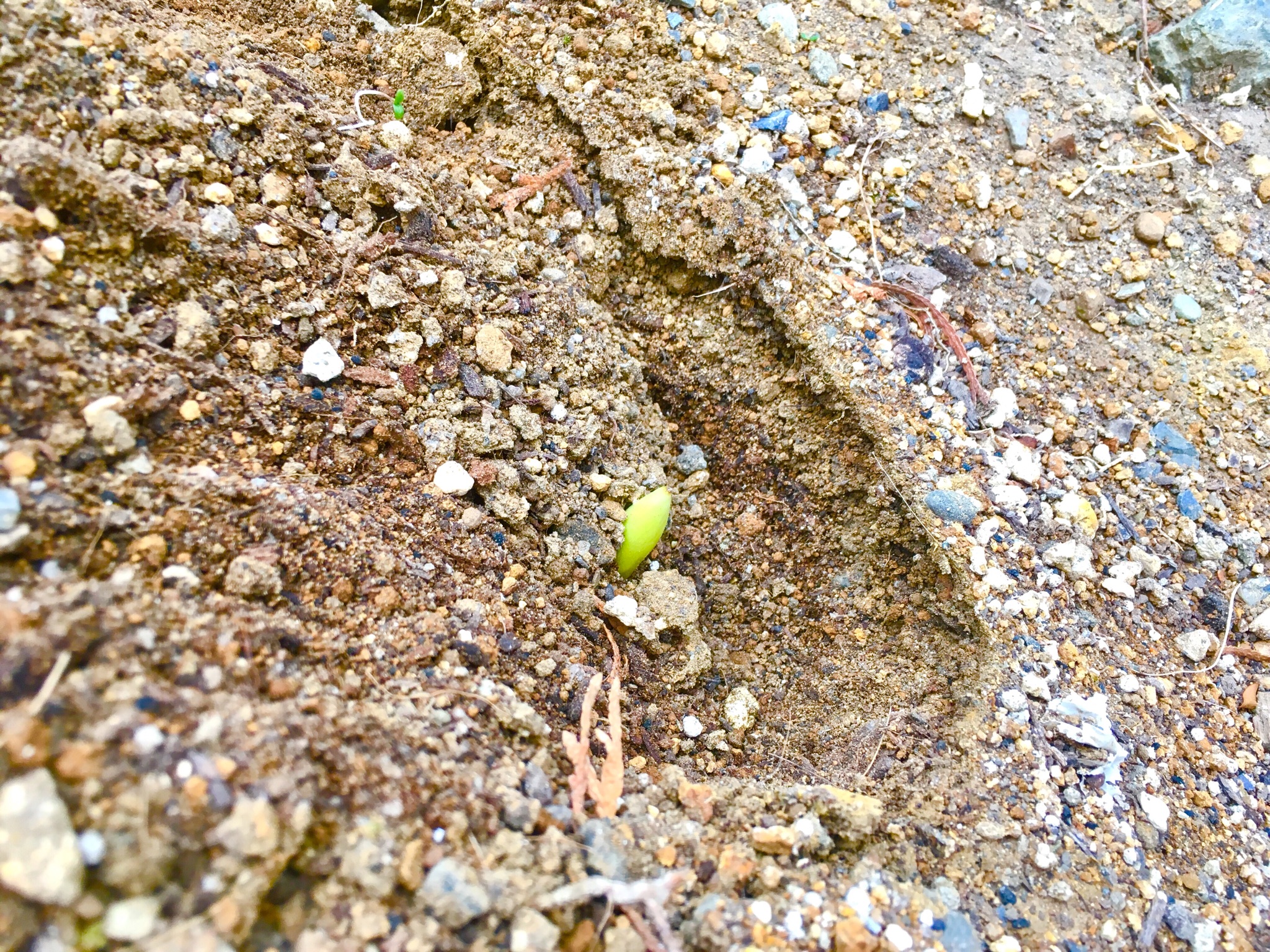 【熊谷店ｽﾀｼﾞｵｸﾞﾘｰﾝ】年始に植えたﾁｭｰﾘｯﾌﾟの球根が…