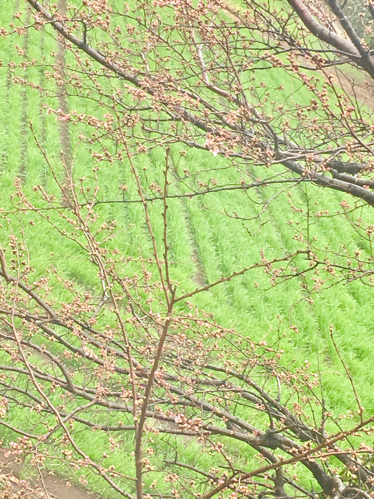 3/27は「　さくらの日　」なぜだか、ご存知ですか？