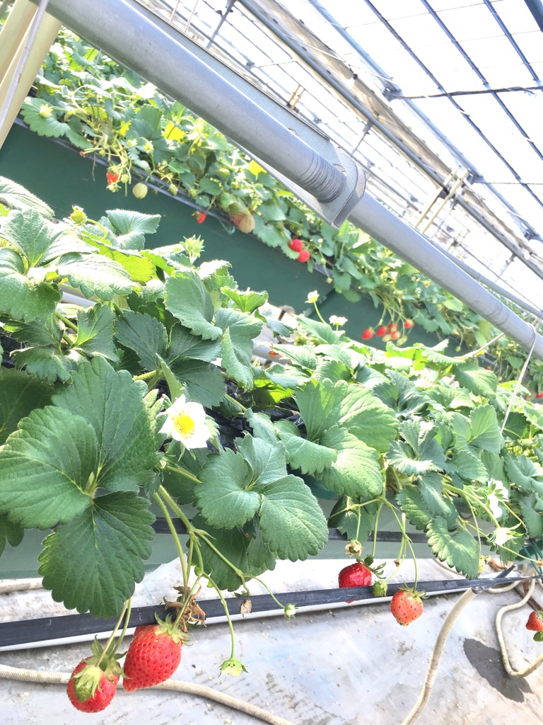 本日は「ひなまつり」＊　群馬県へイチゴ狩りにいってきました　!