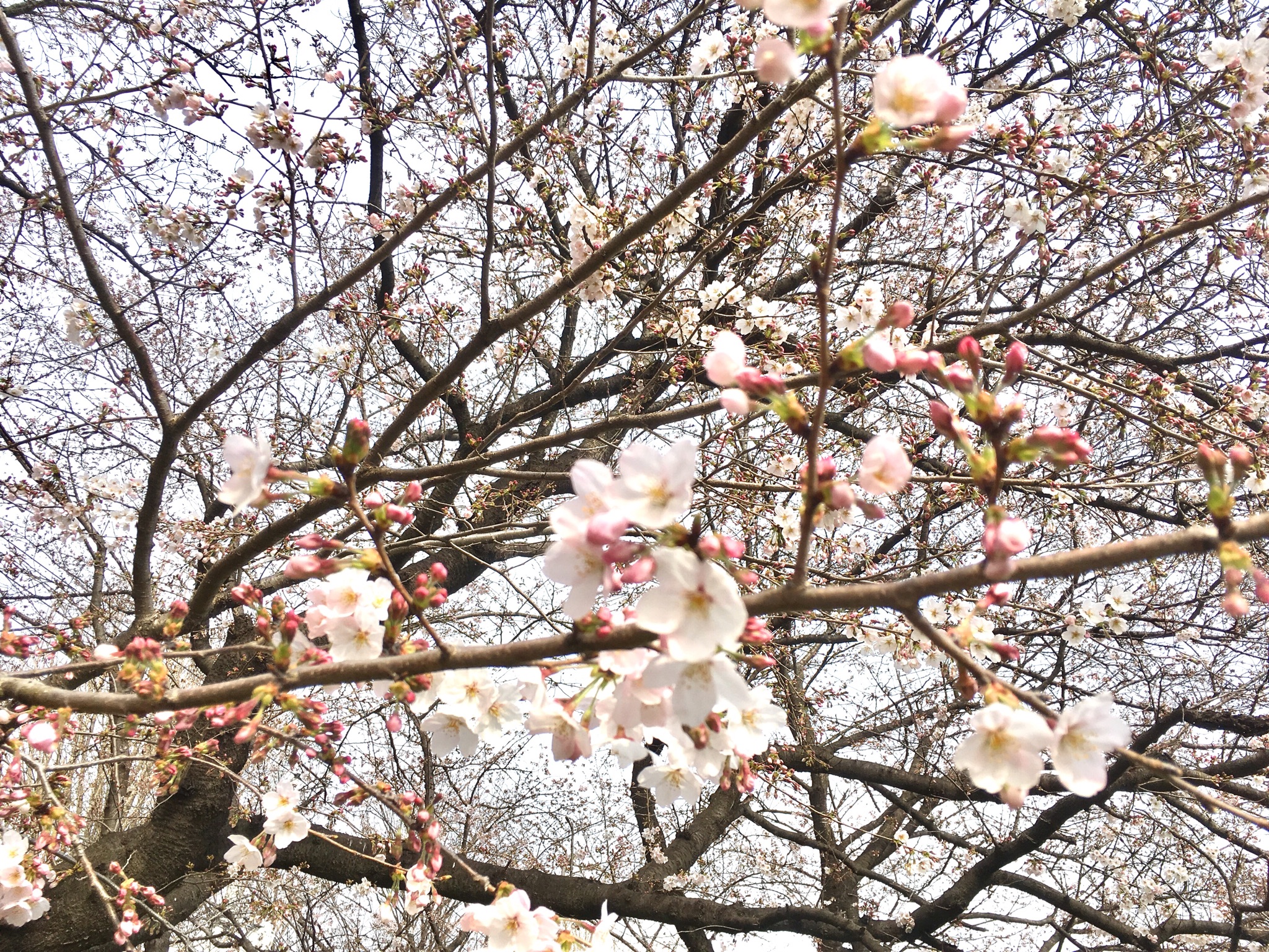 【4/9までさくら祭】熊谷❀今週末が見頃？荒川の土手の桜を見てきました！