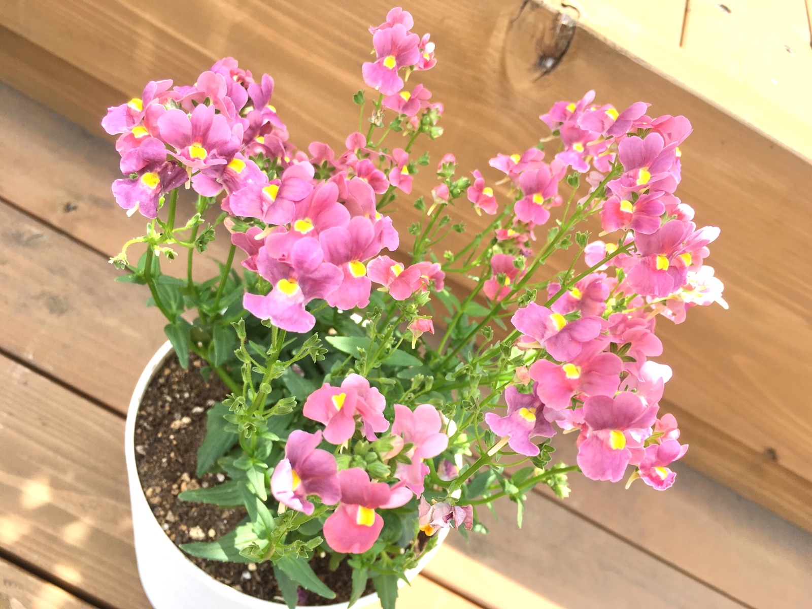 【ｽﾀｼﾞｵｸﾞﾘｰﾝ】ﾁｮｺﾚｰﾄの香りのお花「ﾈﾒｼｱﾒｰﾃﾙ～ﾁｮｺﾚｰﾄﾑｰｽ～」