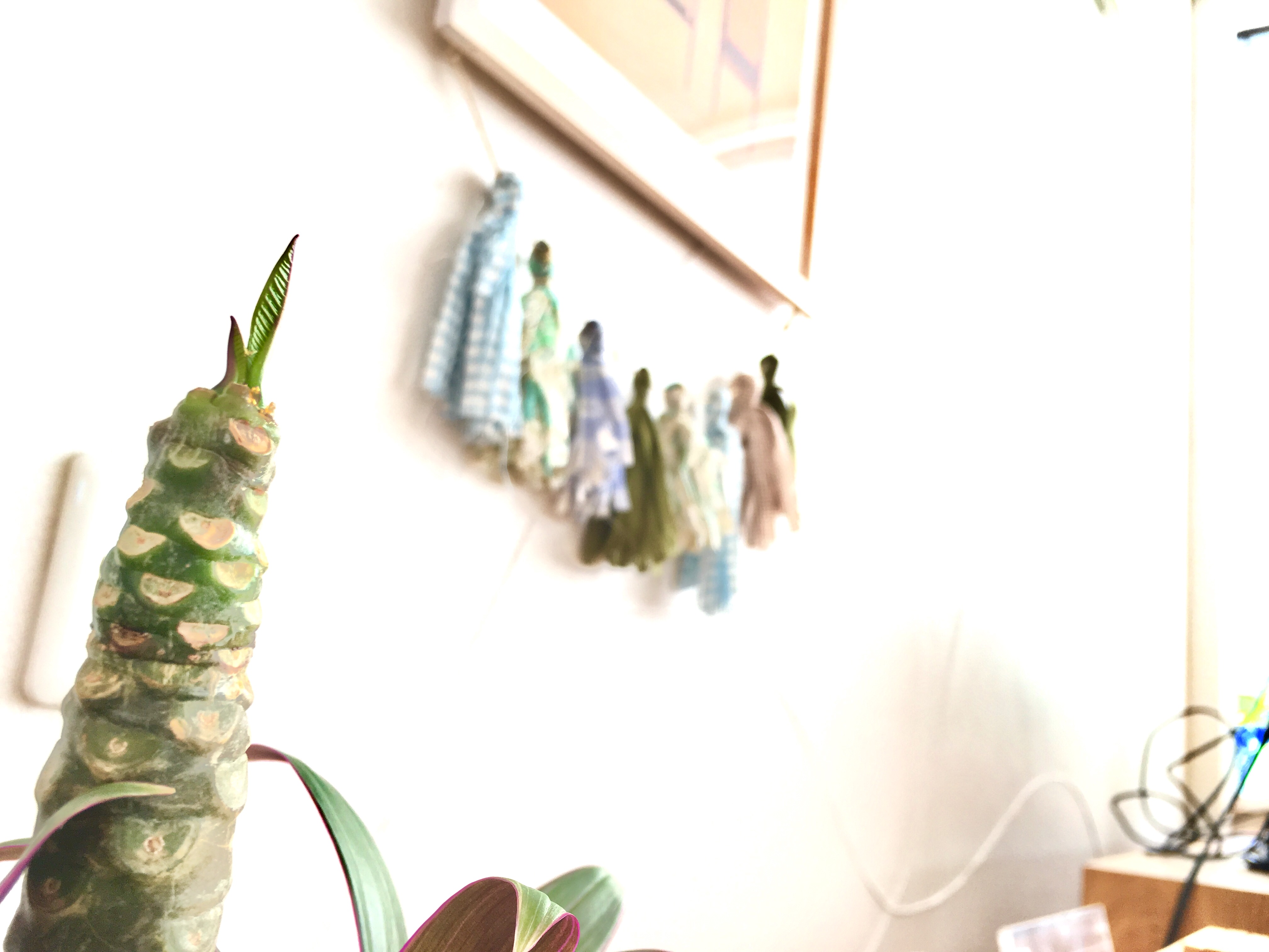 【ｽﾀｼﾞｵｸﾞﾘｰﾝ】ﾌﾟﾙﾒﾘｱの新芽が出てきました　！