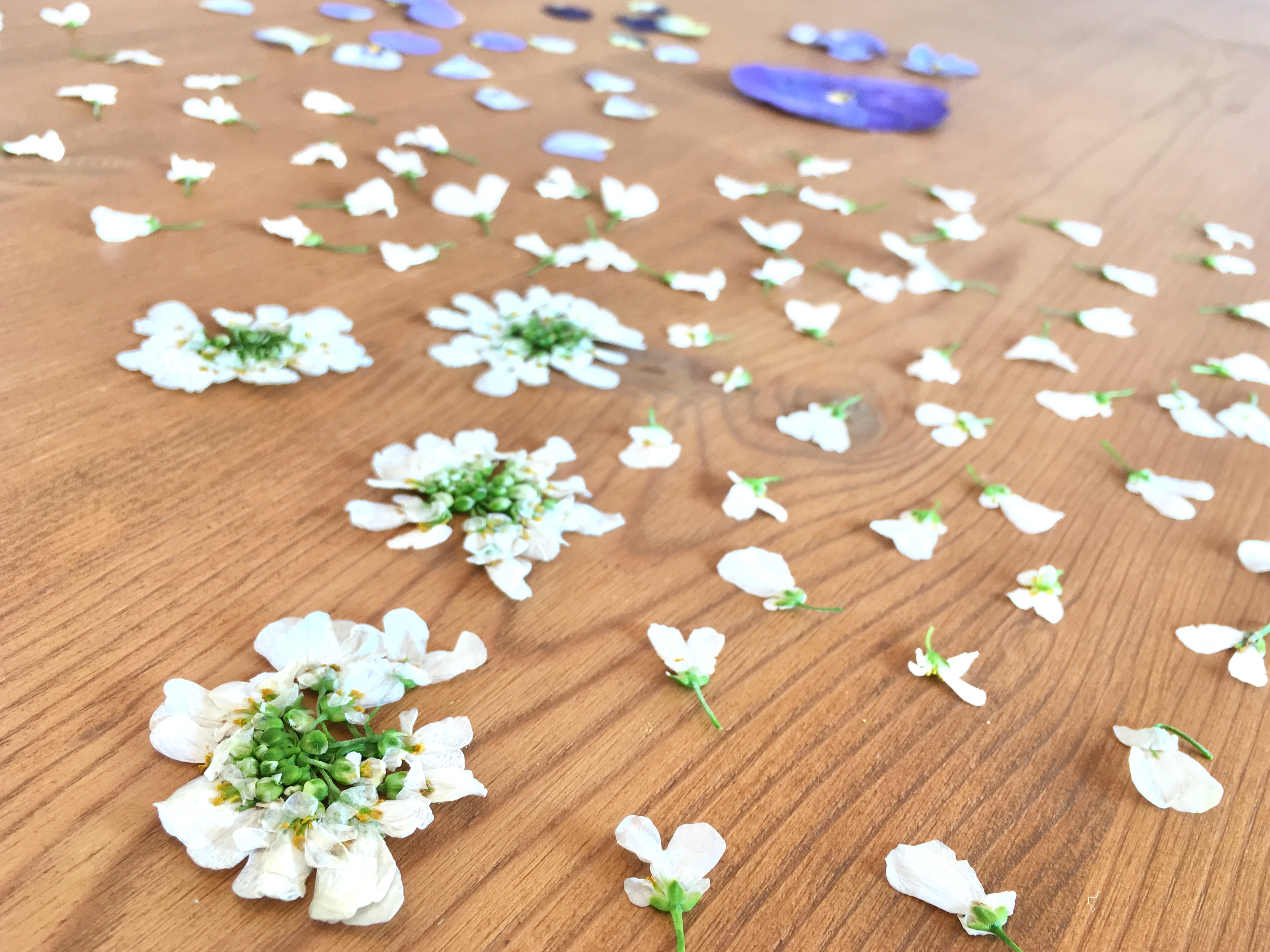 まだ綺麗な時に押し花に　＊　タイルとレンジで簡単押し花作り