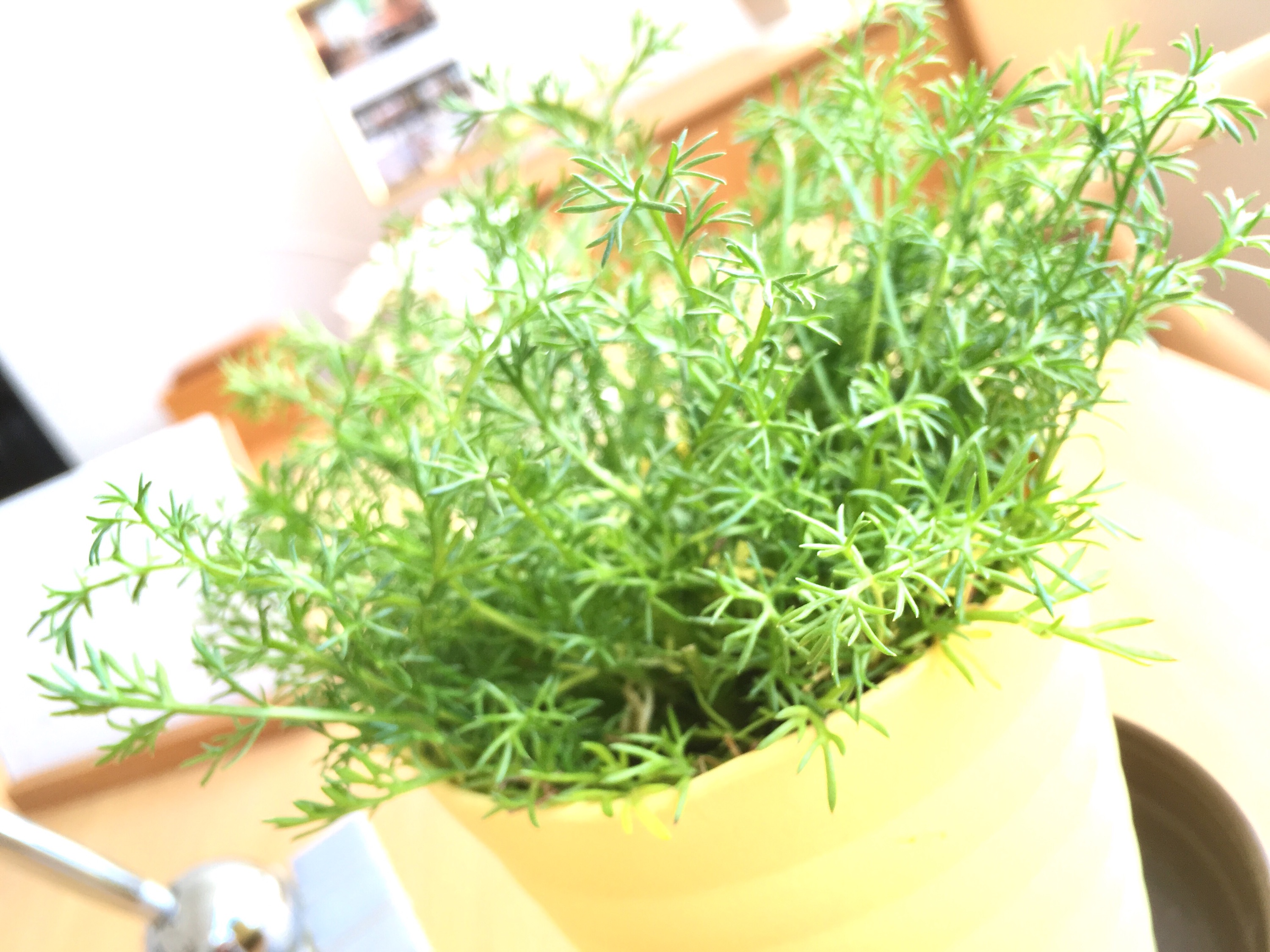 【ｽﾀｼﾞｵｸﾞﾘｰﾝ】りんごのような甘い香り「　ﾛｰﾏﾝｶﾓﾐｰﾙ　」