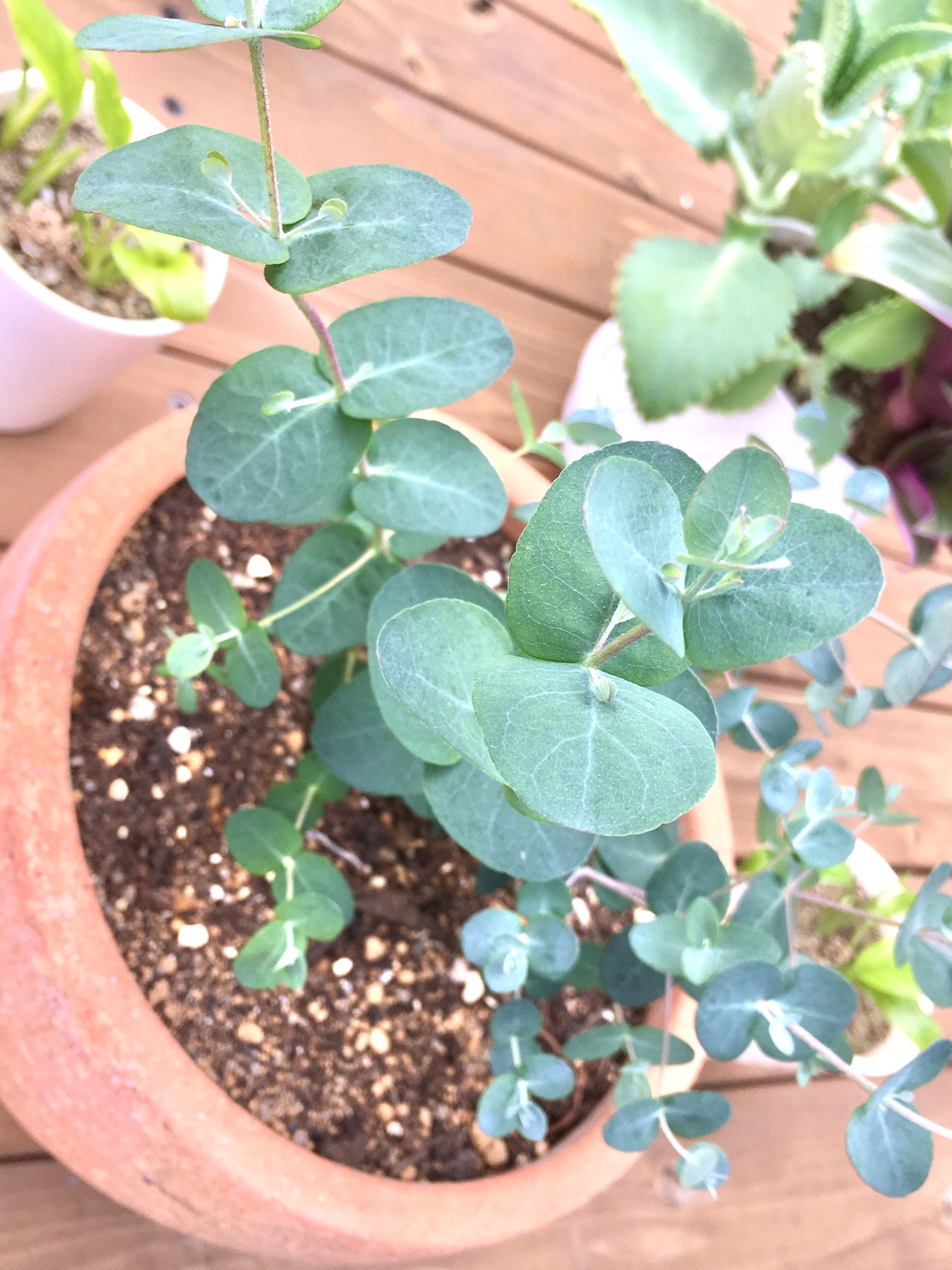 【ｽﾀｼﾞｵｸﾞﾘｰﾝ】ｺｱﾗが食べる、あの「ﾕｰｶﾘ」が仲間入り　!!